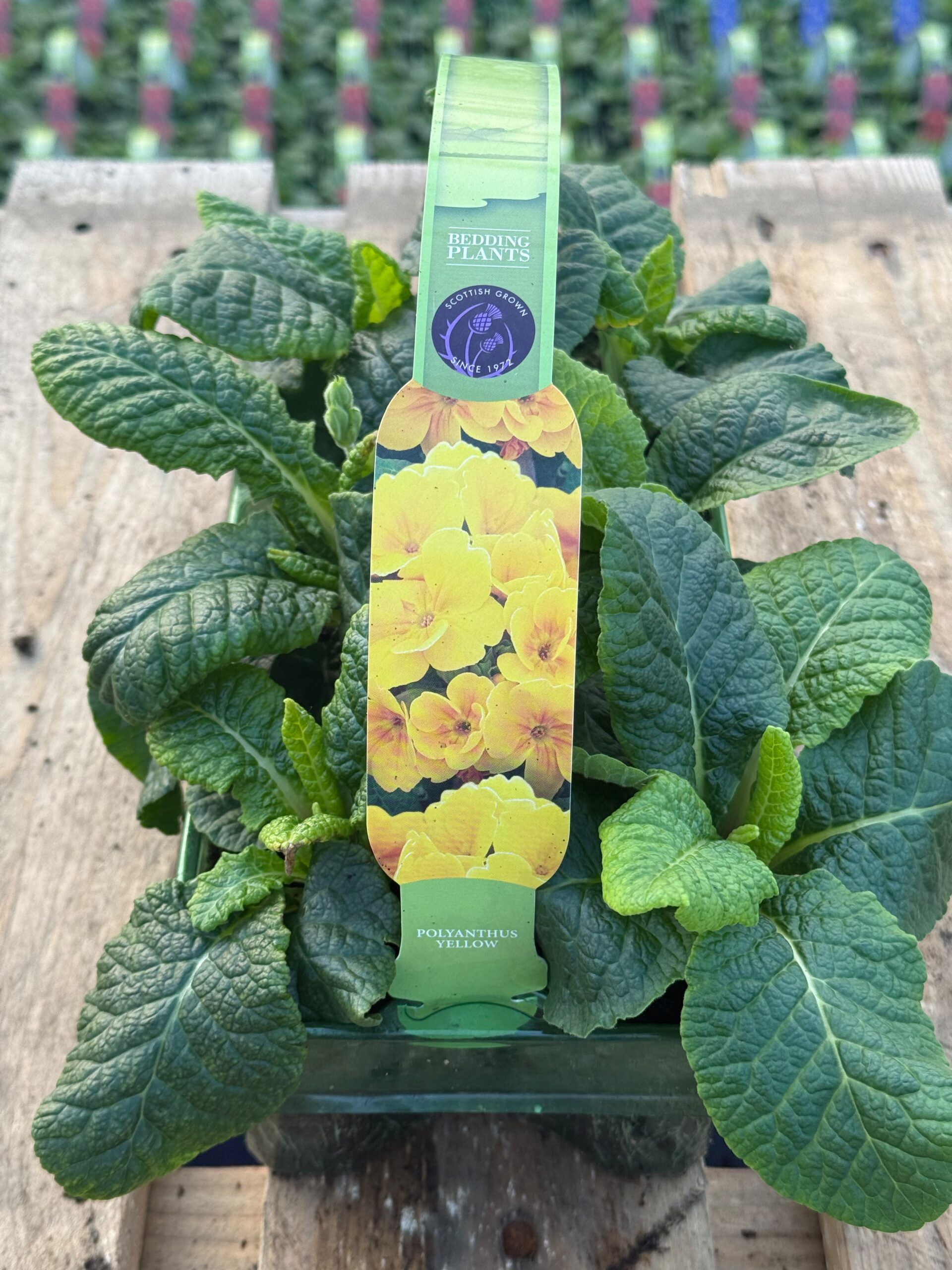 Picture of Polyanthus Yellow