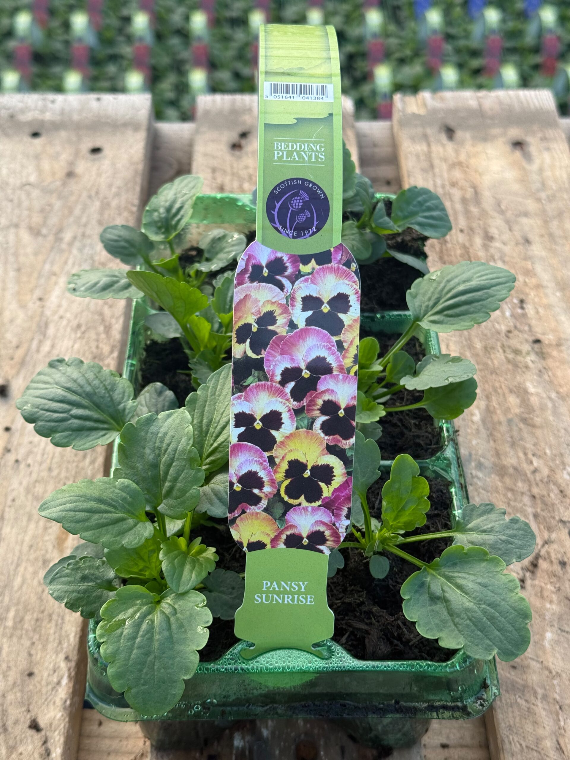 Picture of Pansy Sunrise