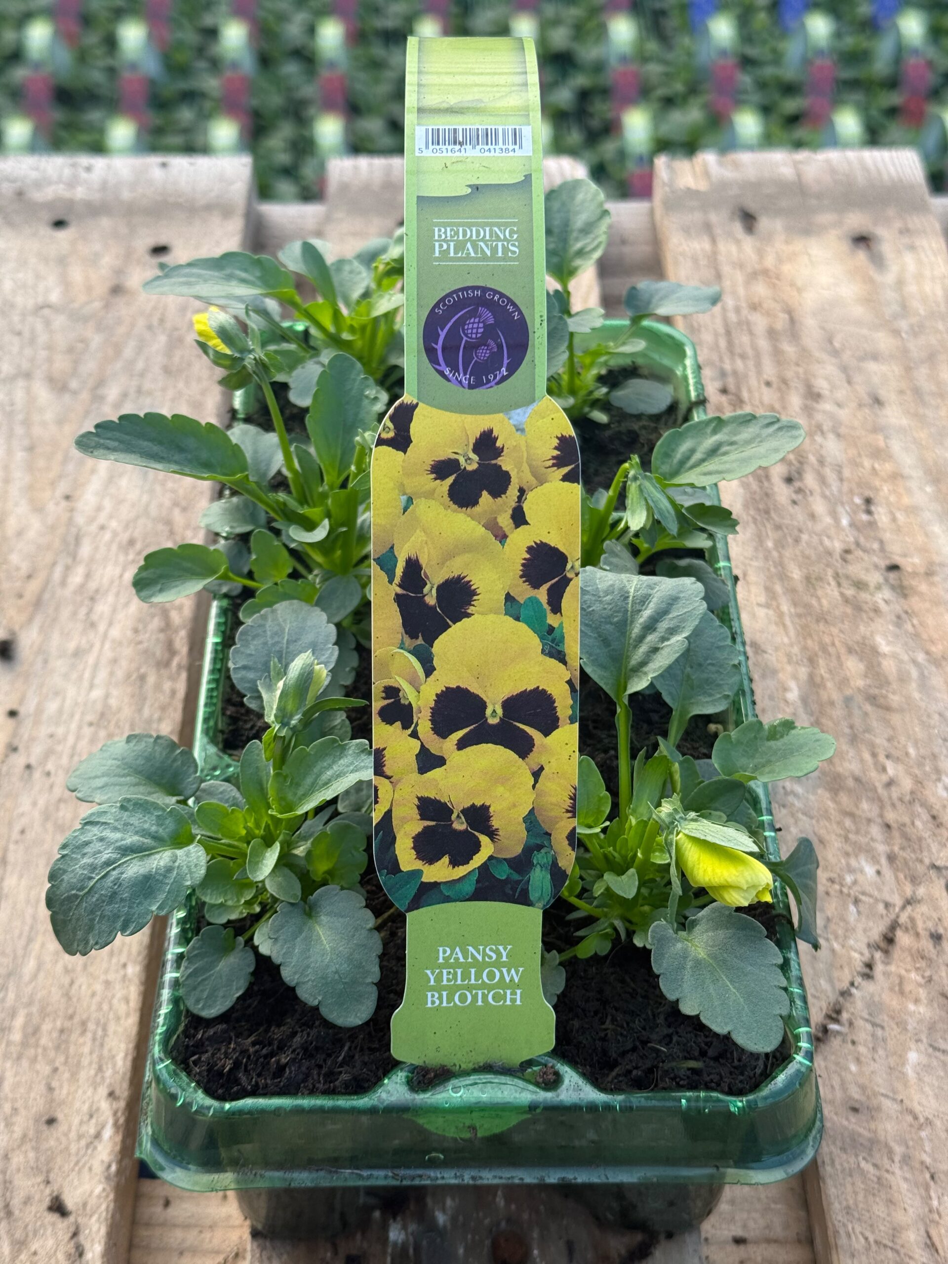 Picture of Pansy Yellow Blotch