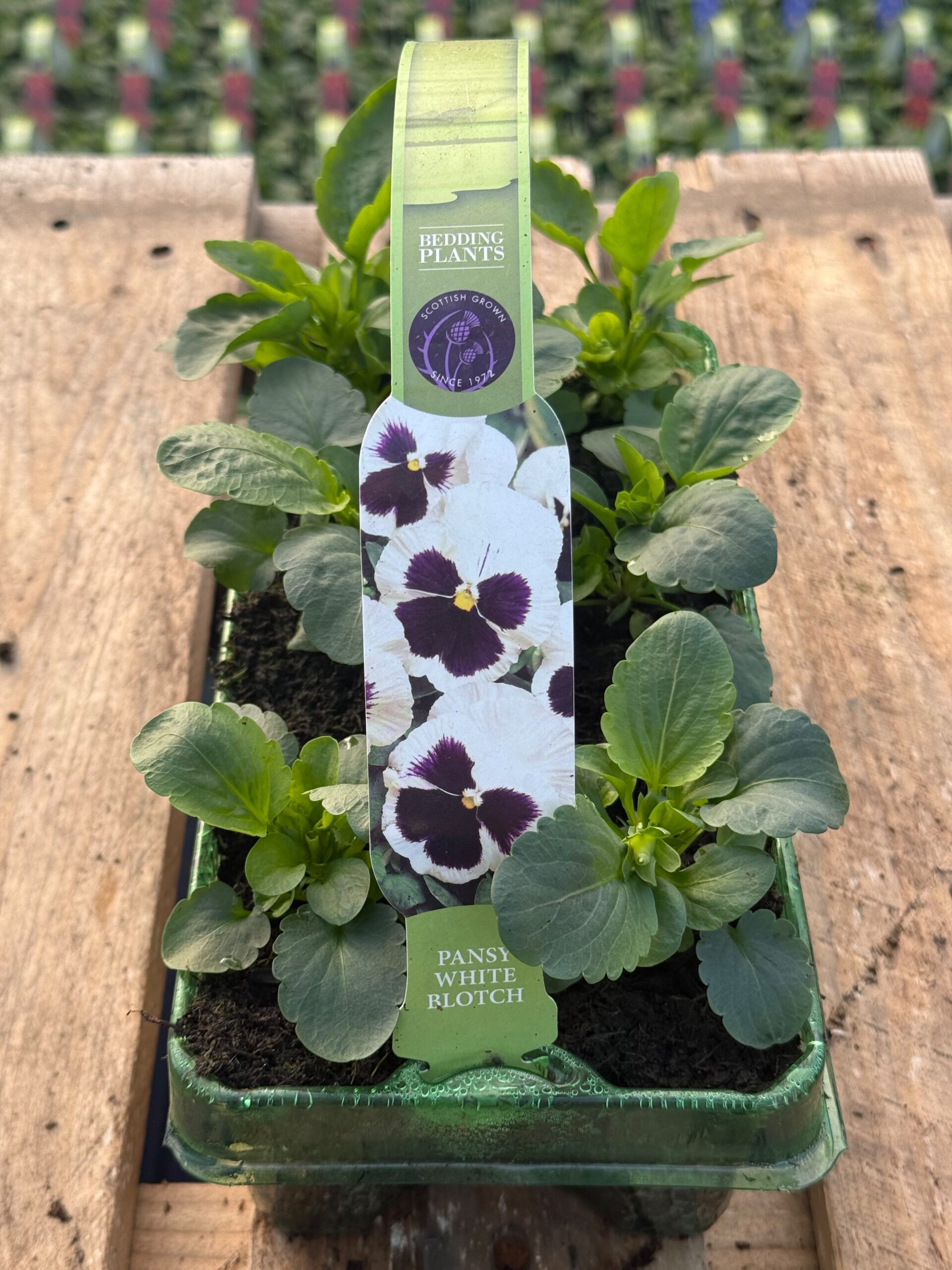 Picture of Pansy White Blotch