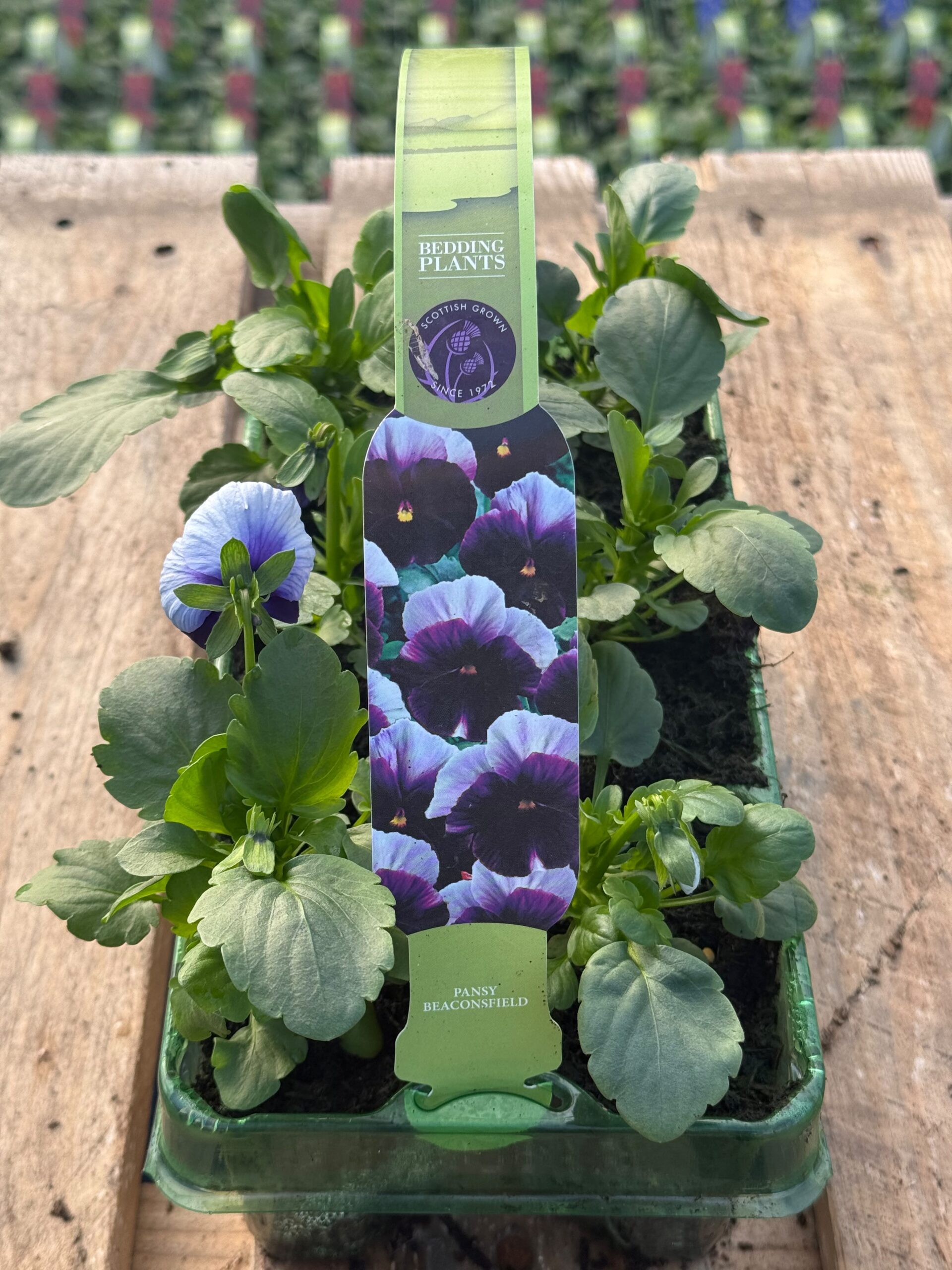 Picture of Pansy Beaconsfield