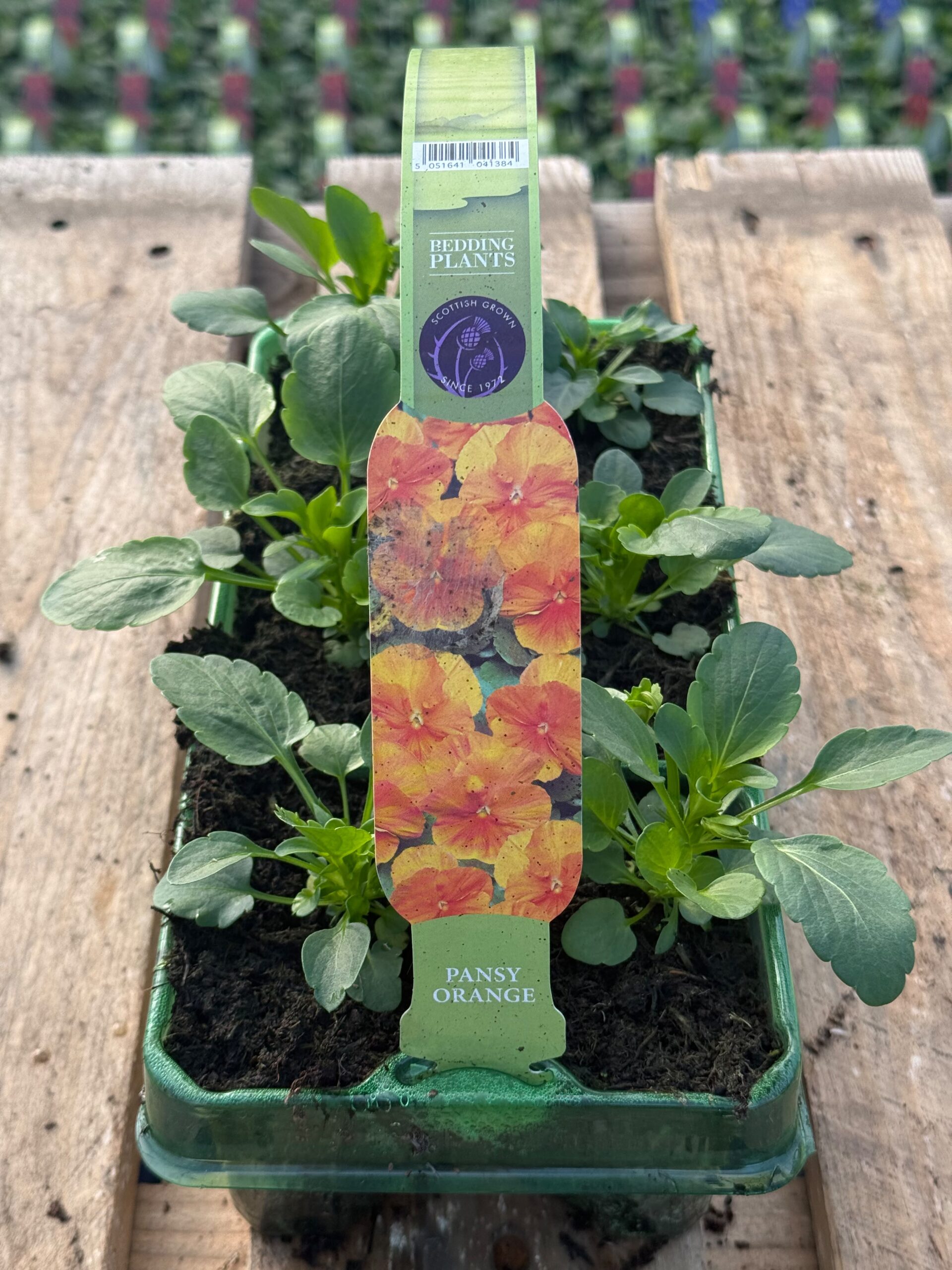 Picture of Pansy Orange