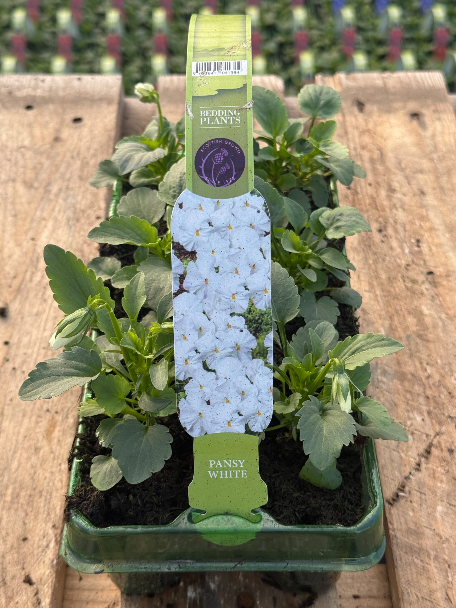 Picture of Pansy White