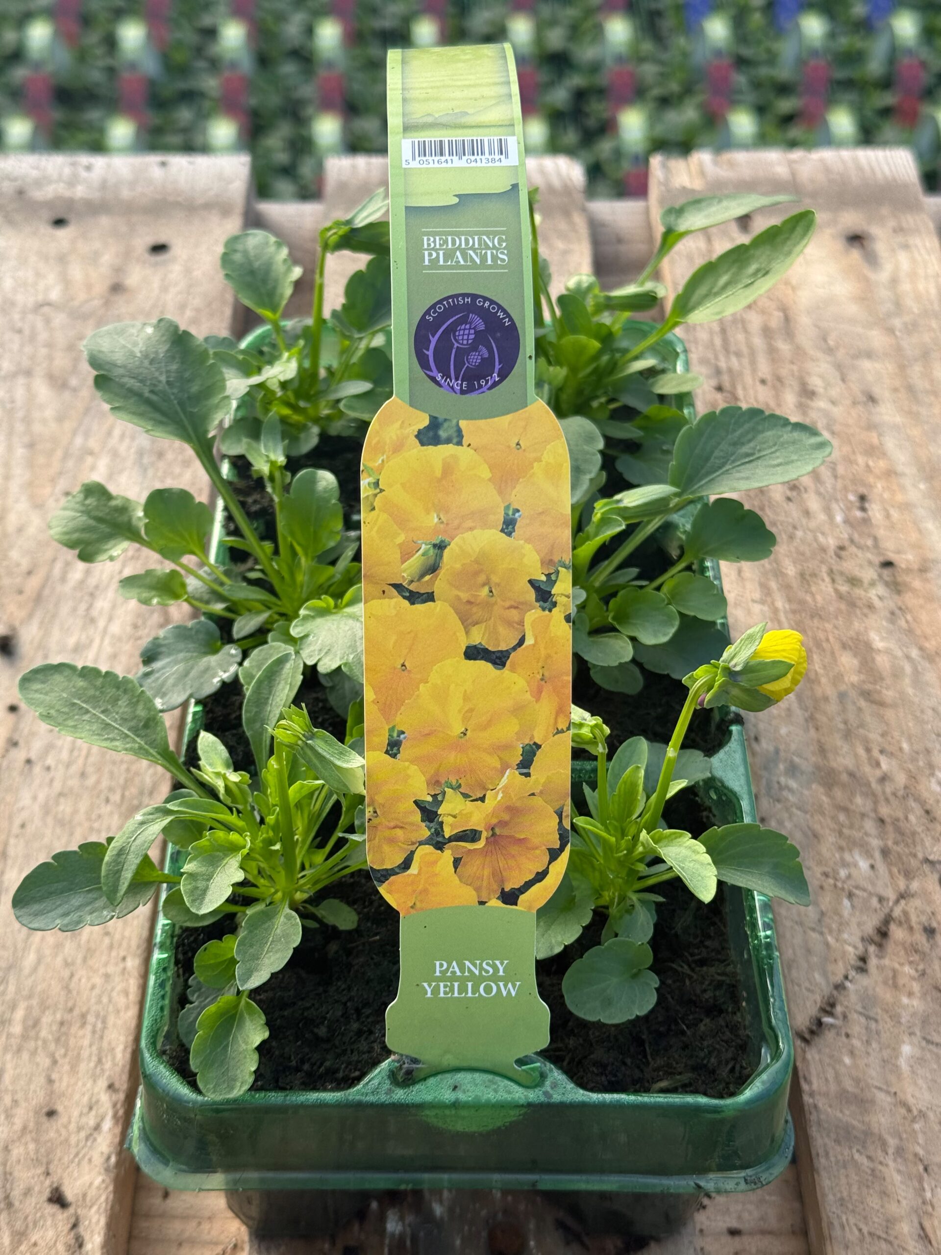Picture of Pansy Yellow