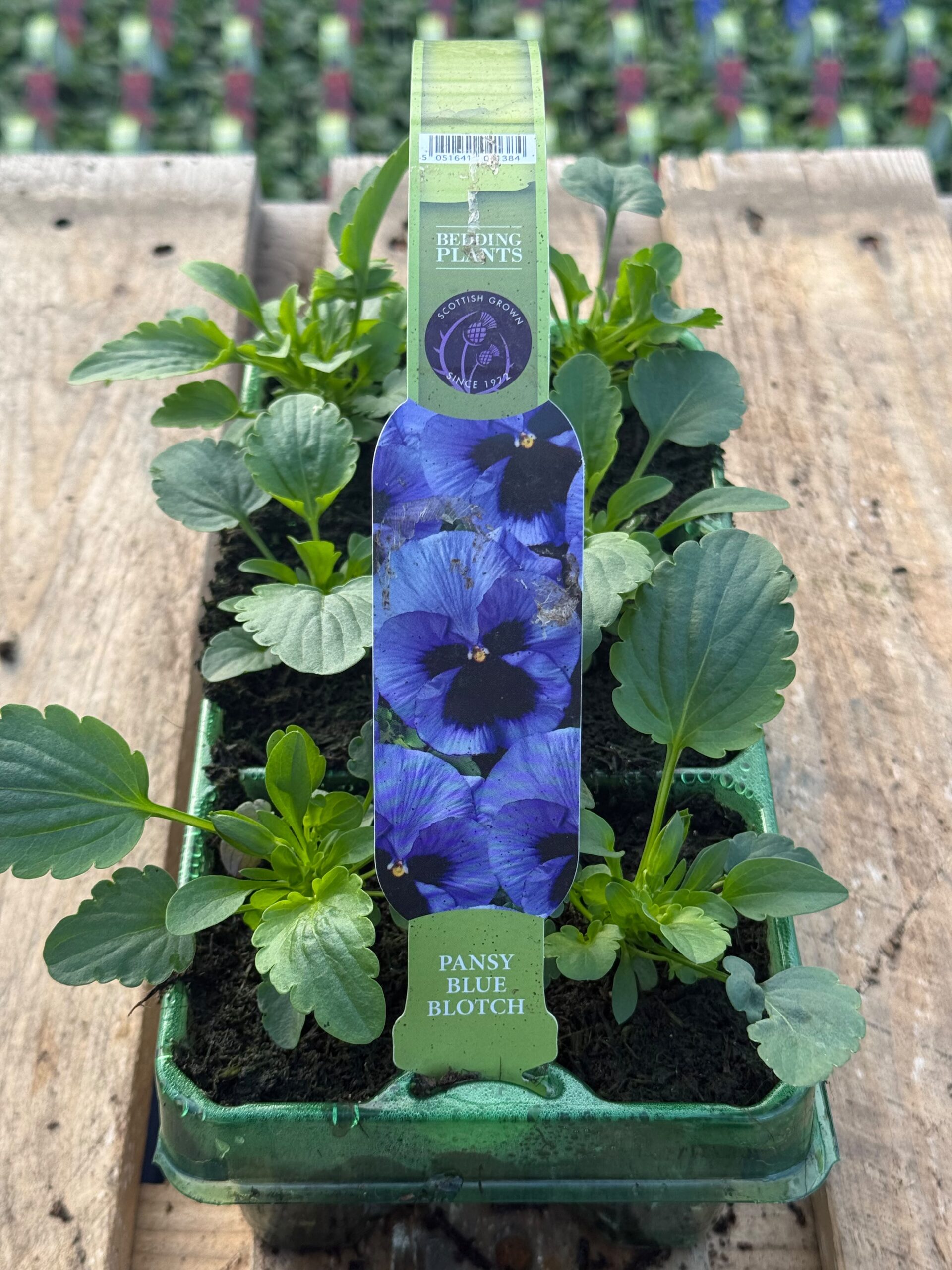 Picture of Pansy Blue Blotch