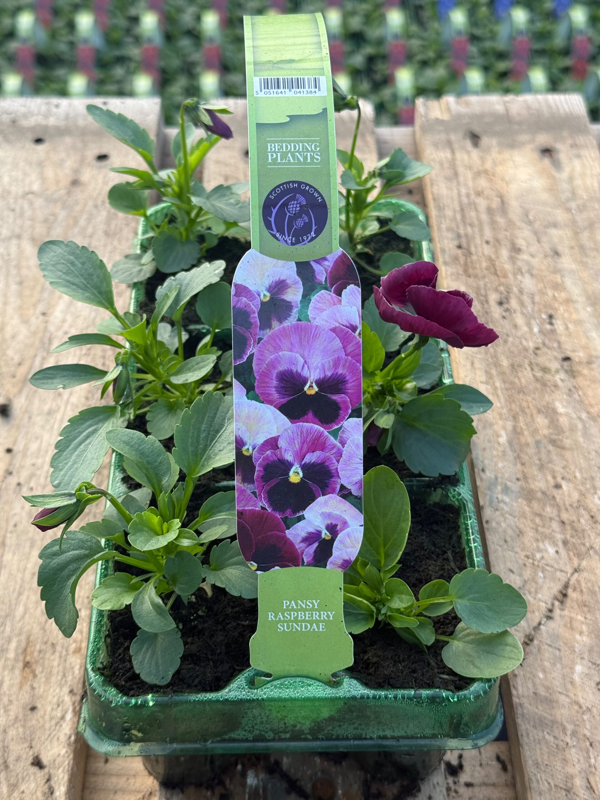 Picture of Pansy Raspberry Sundae
