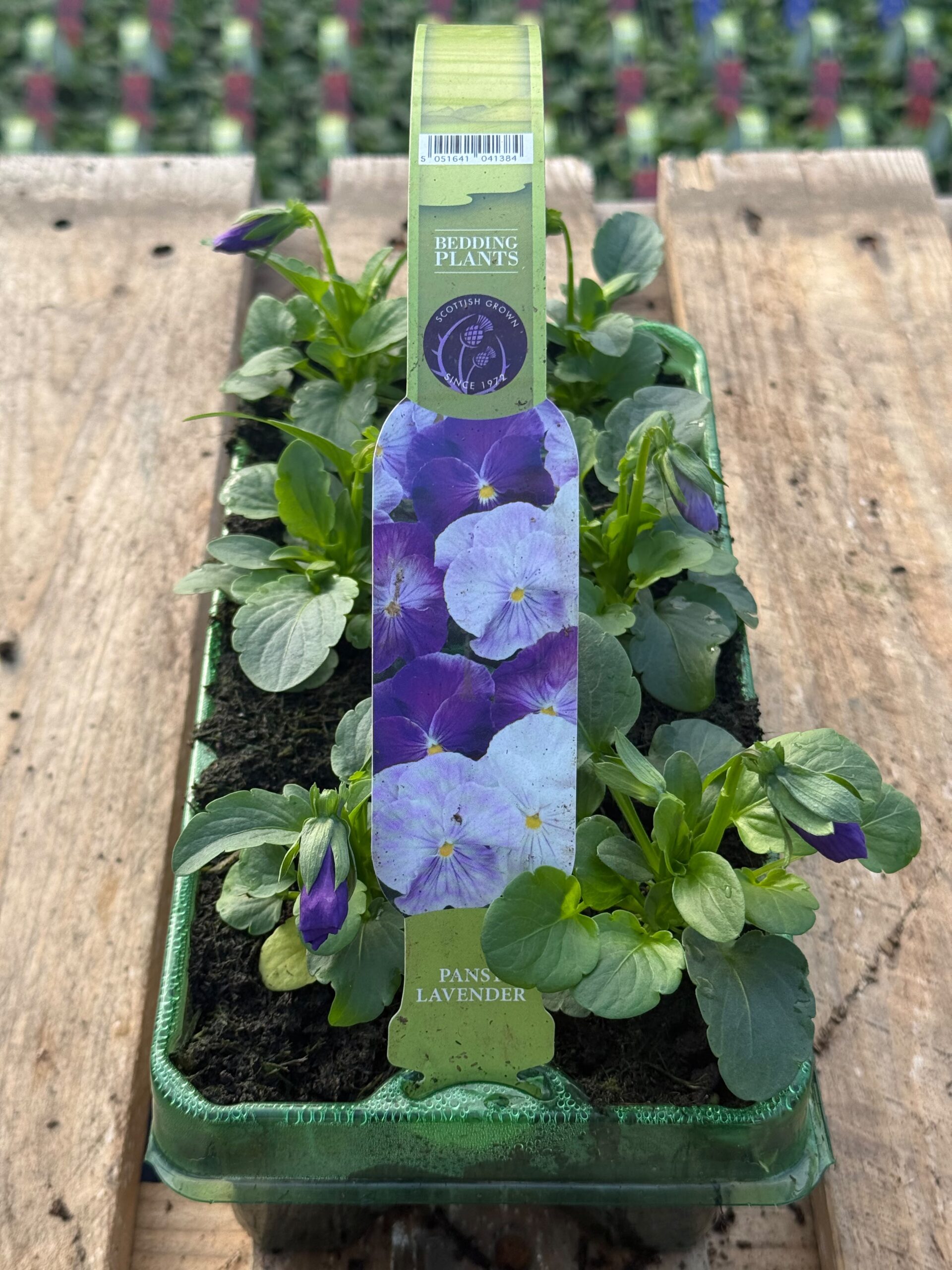 Picture of Pansy Lavender