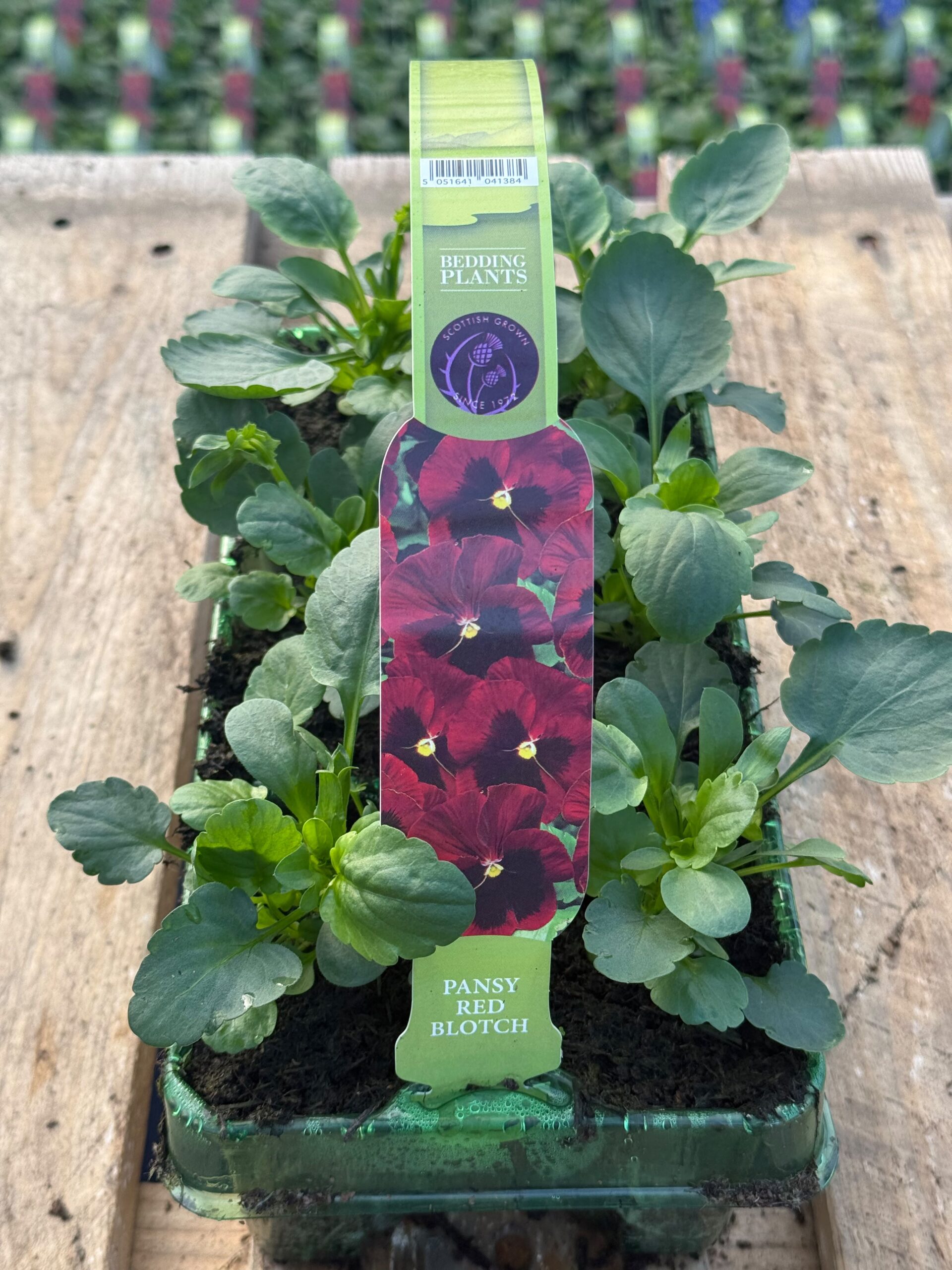 Picture of Pansy Red Blotch