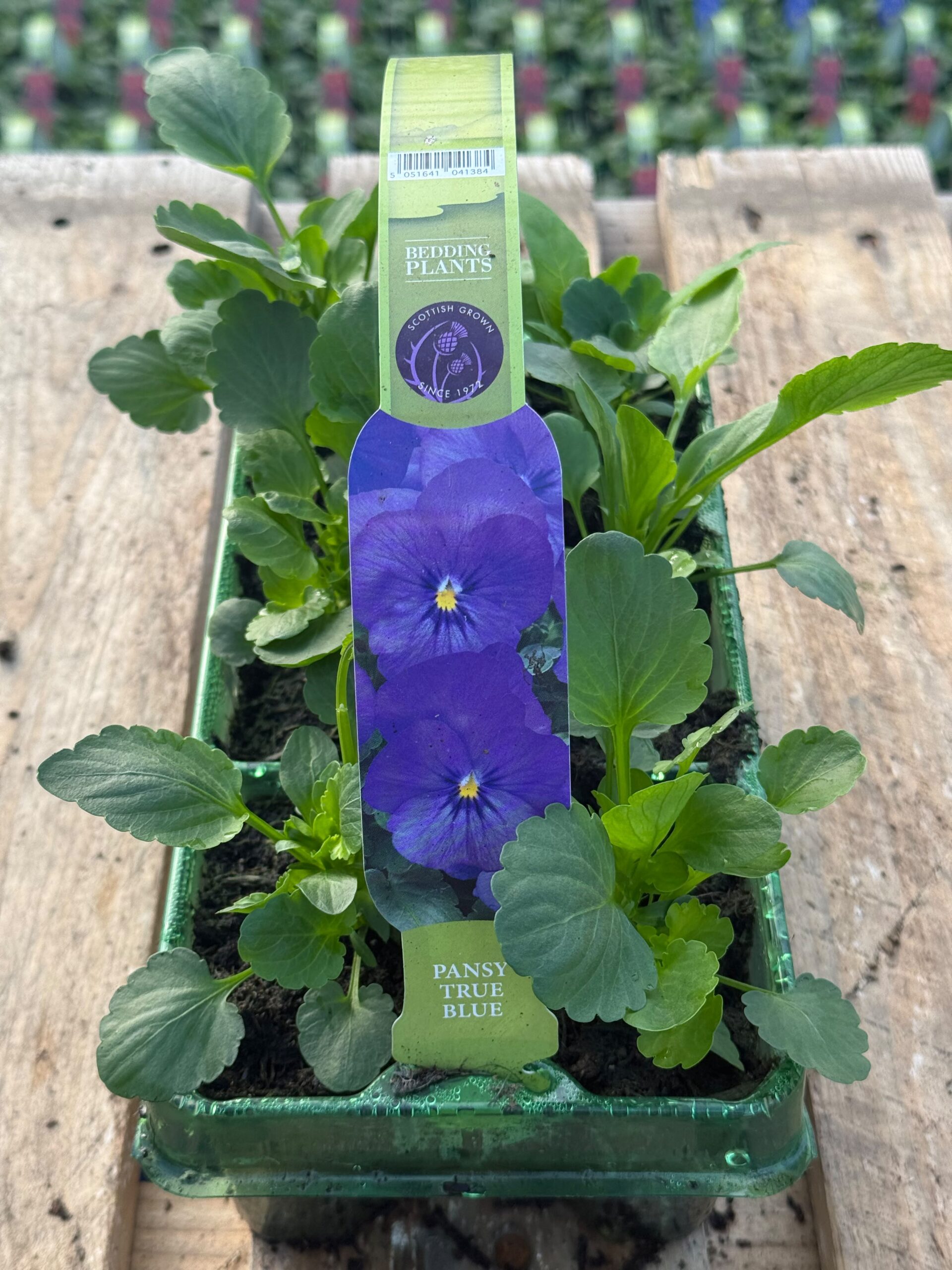 Picture of Pansy True Blue