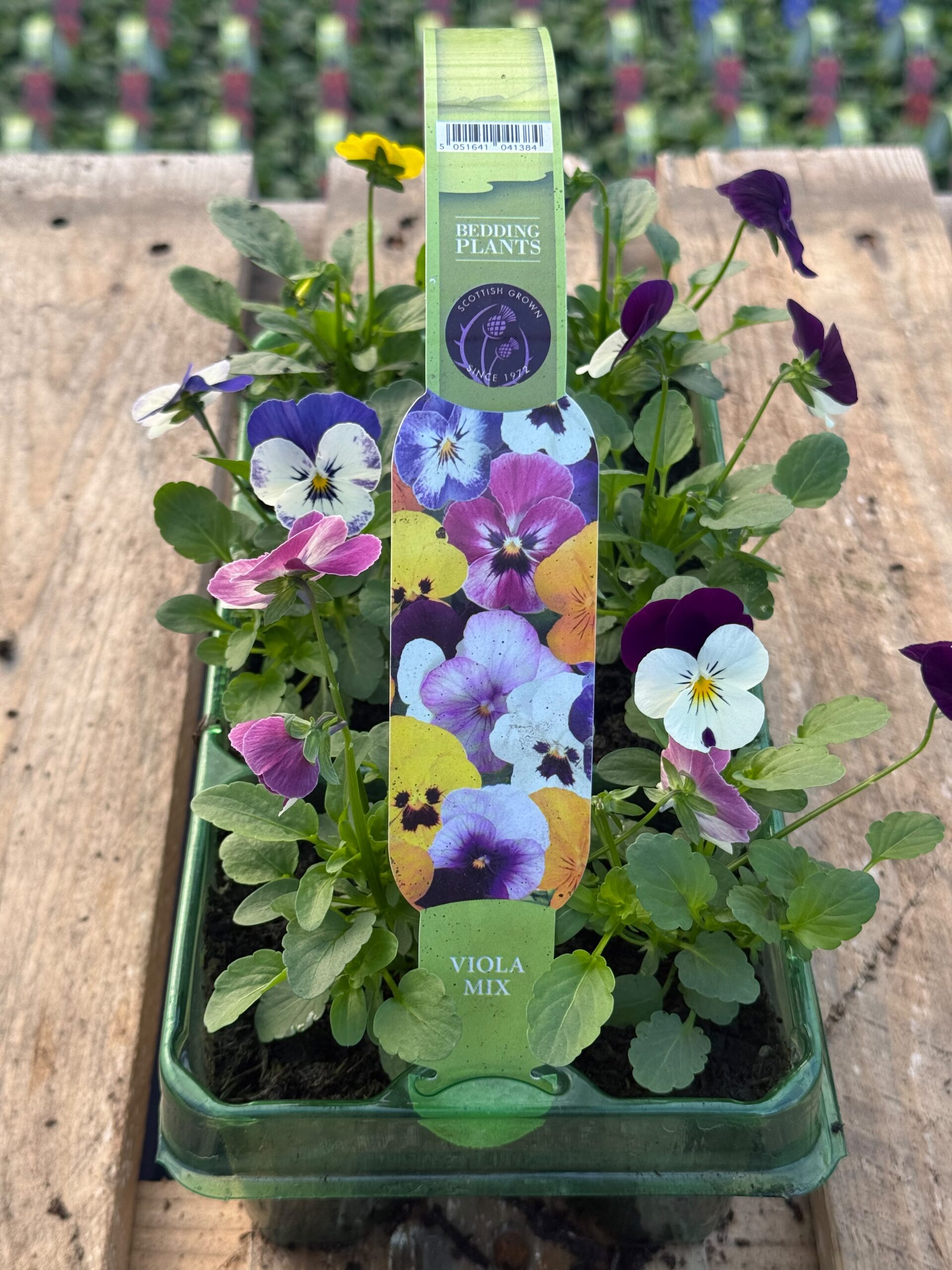 Picture of Viola Mix
