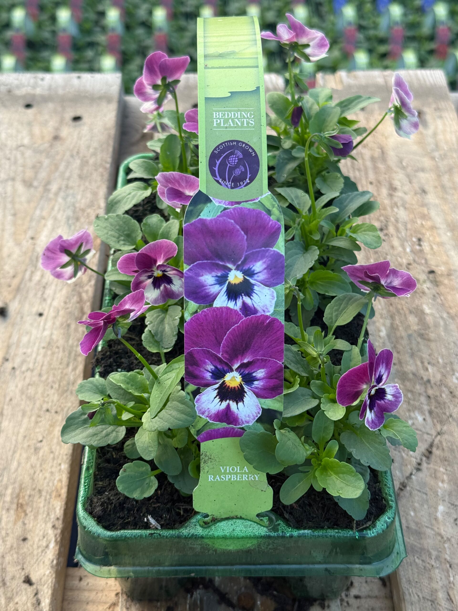 Picture of Viola Raspberry