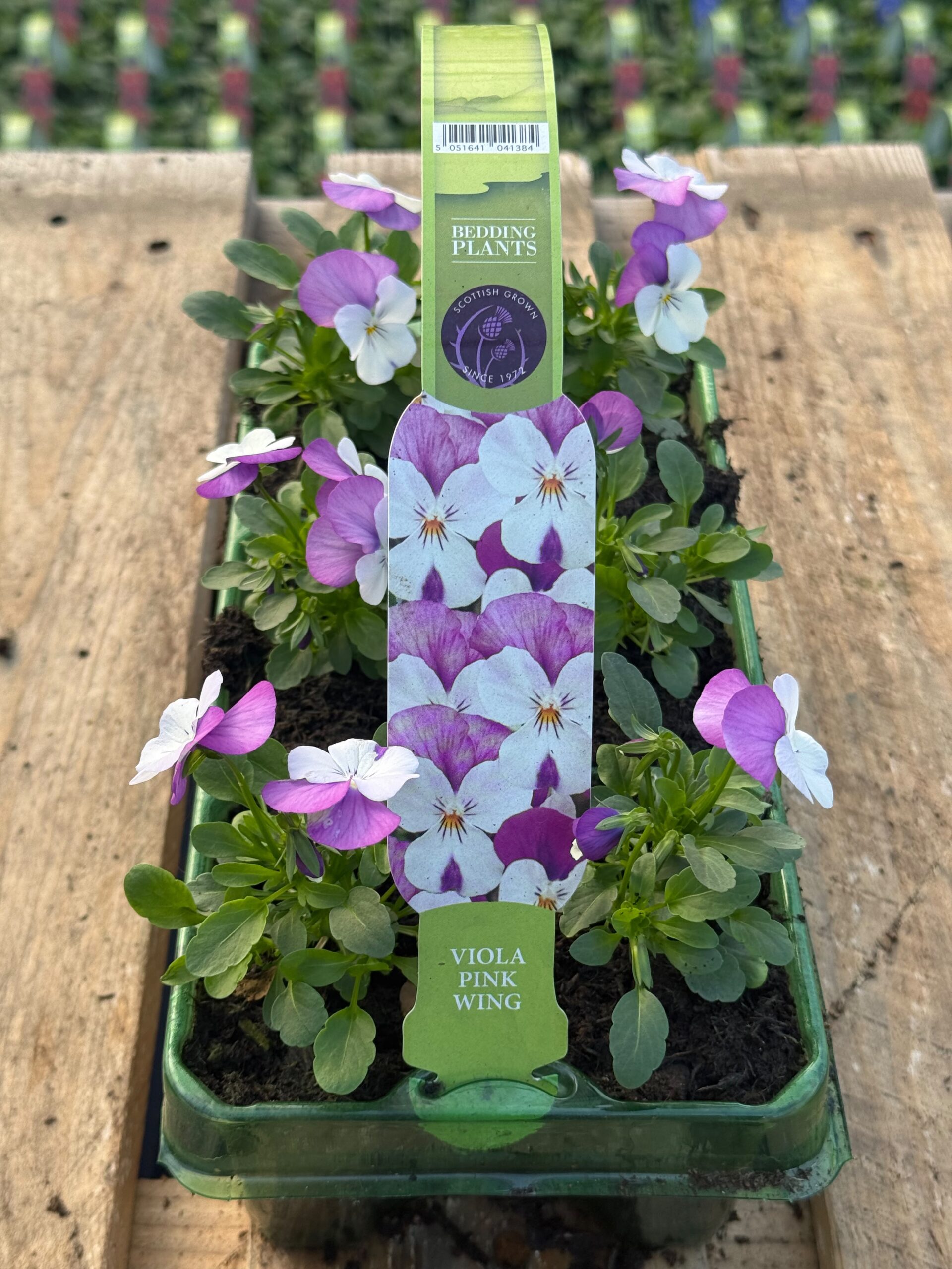 Picture of Viola Pink Wing