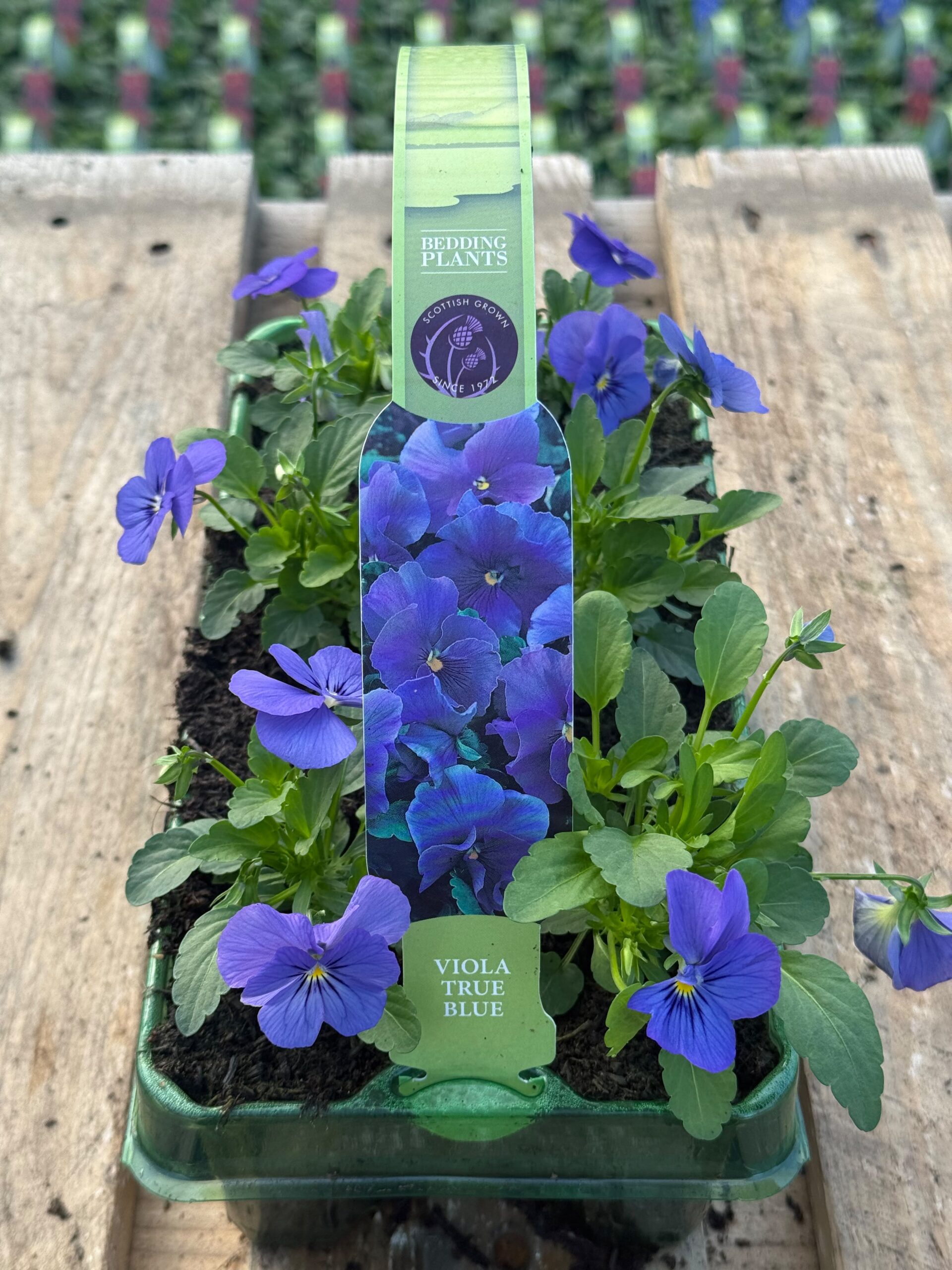 Picture of Viola True Blue