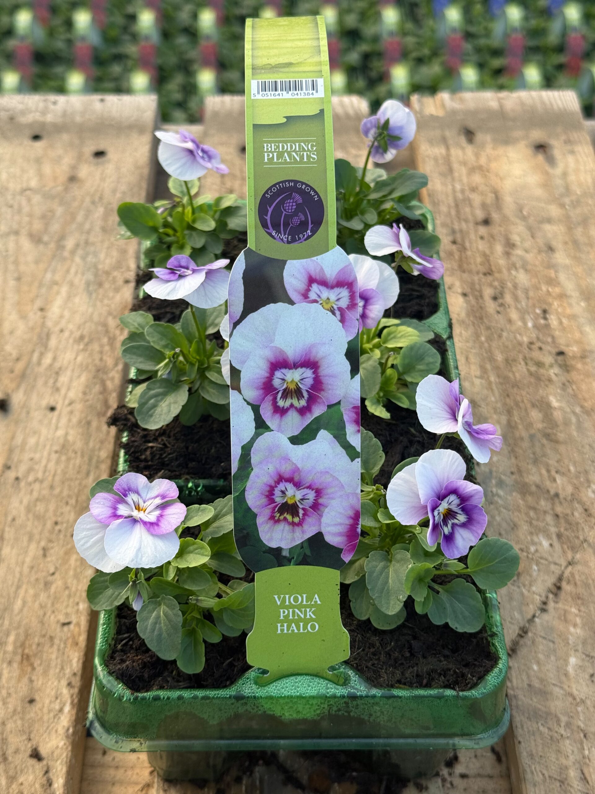 Picture of Viola Pink Halo