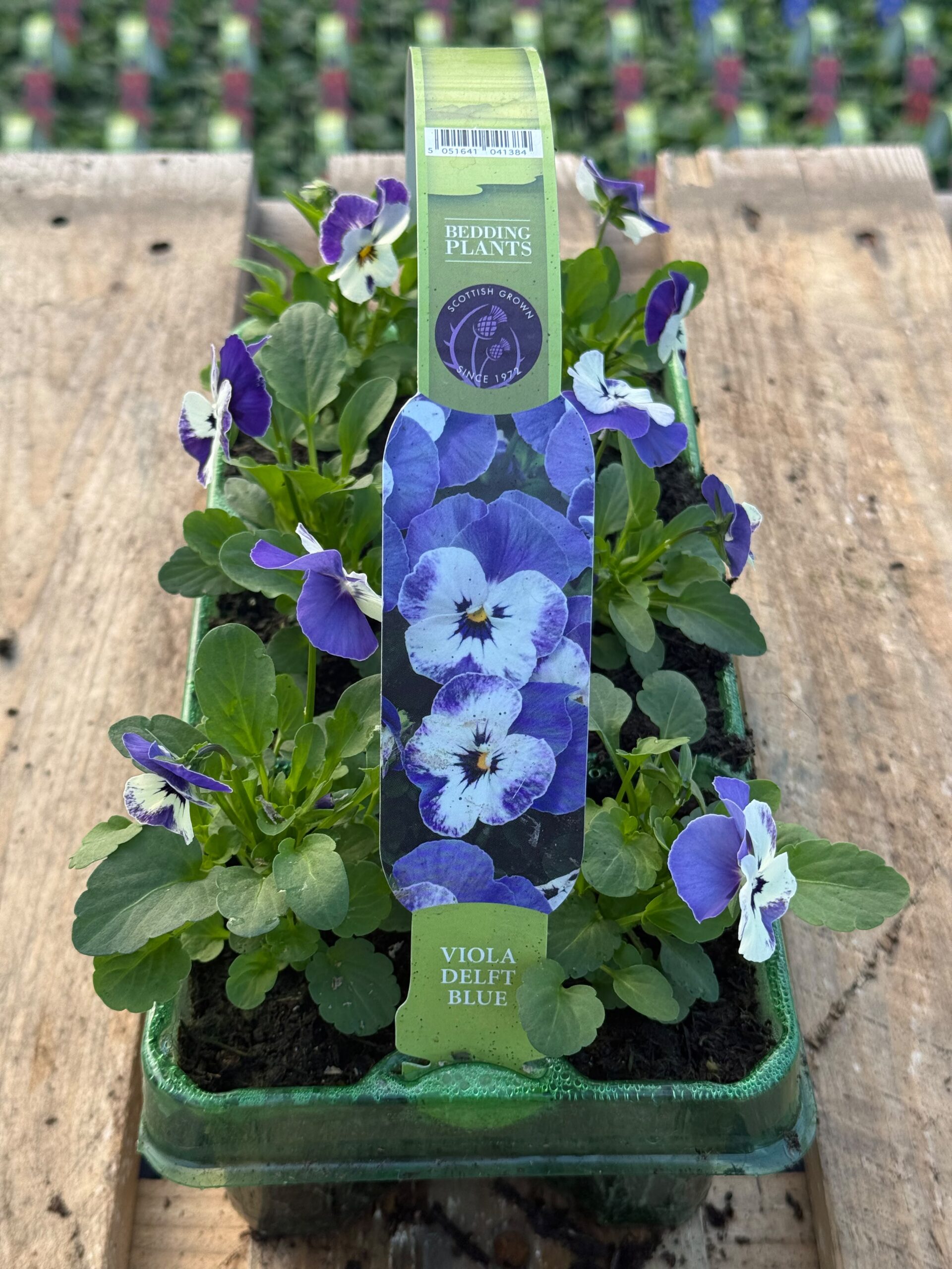 Picture of Viola Delft Blue