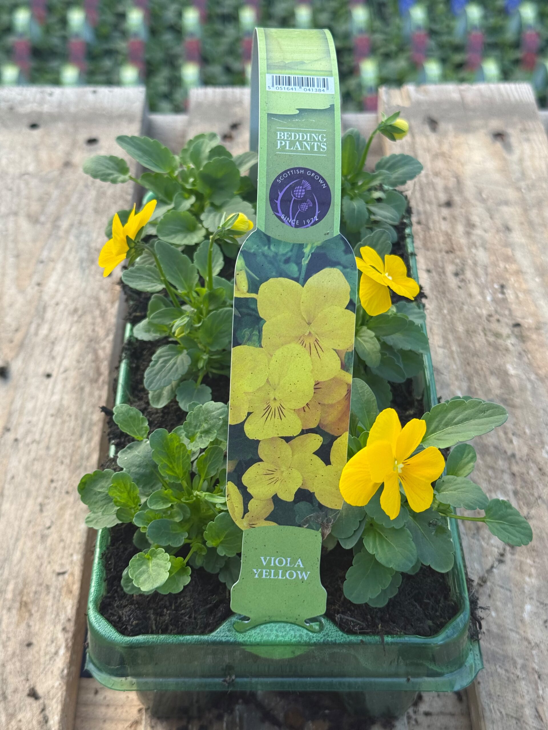 Picture of Viola Yellow