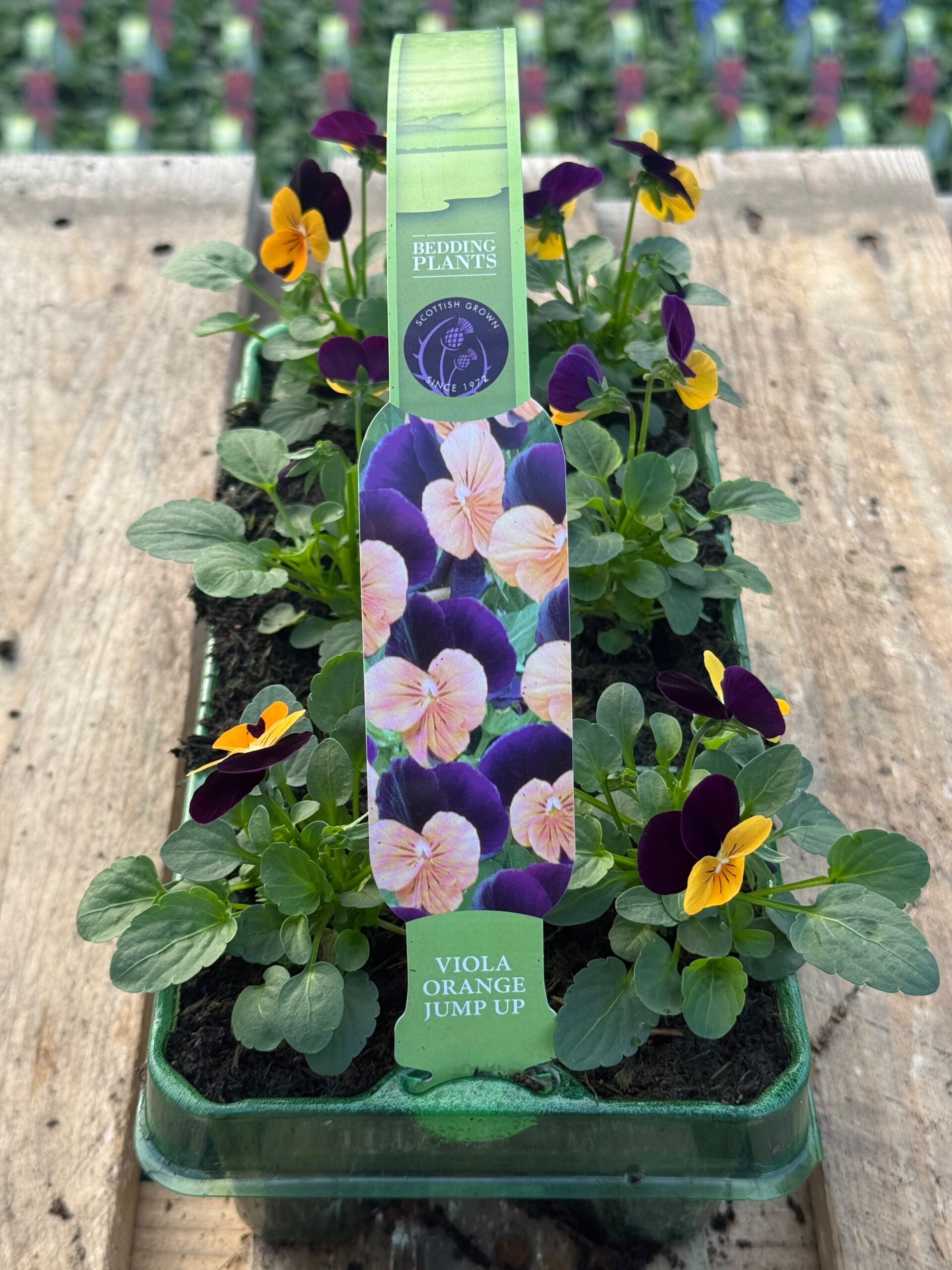 Picture of Viola Orange Jump Up