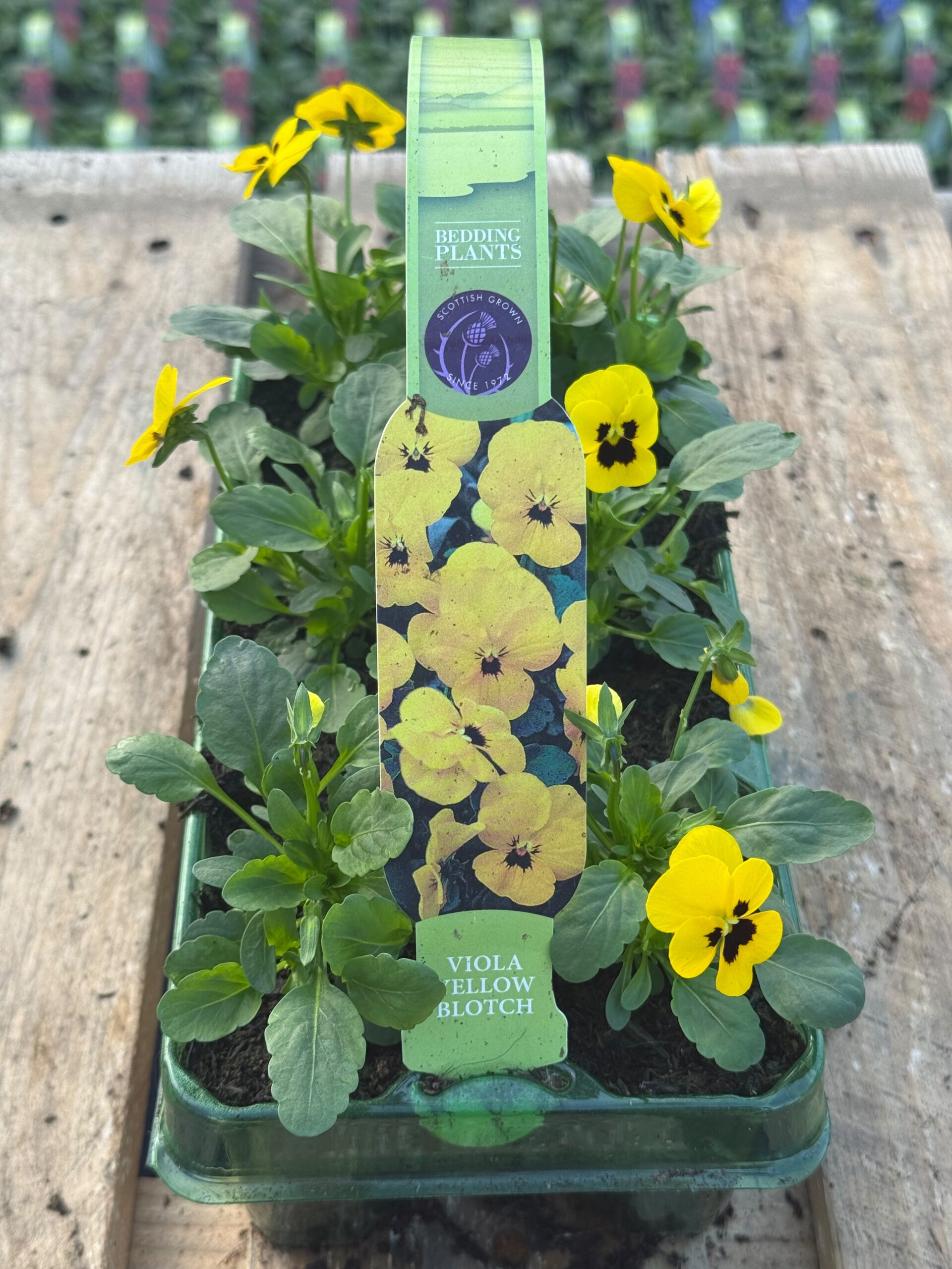 Picture of Viola Yellow Blotch