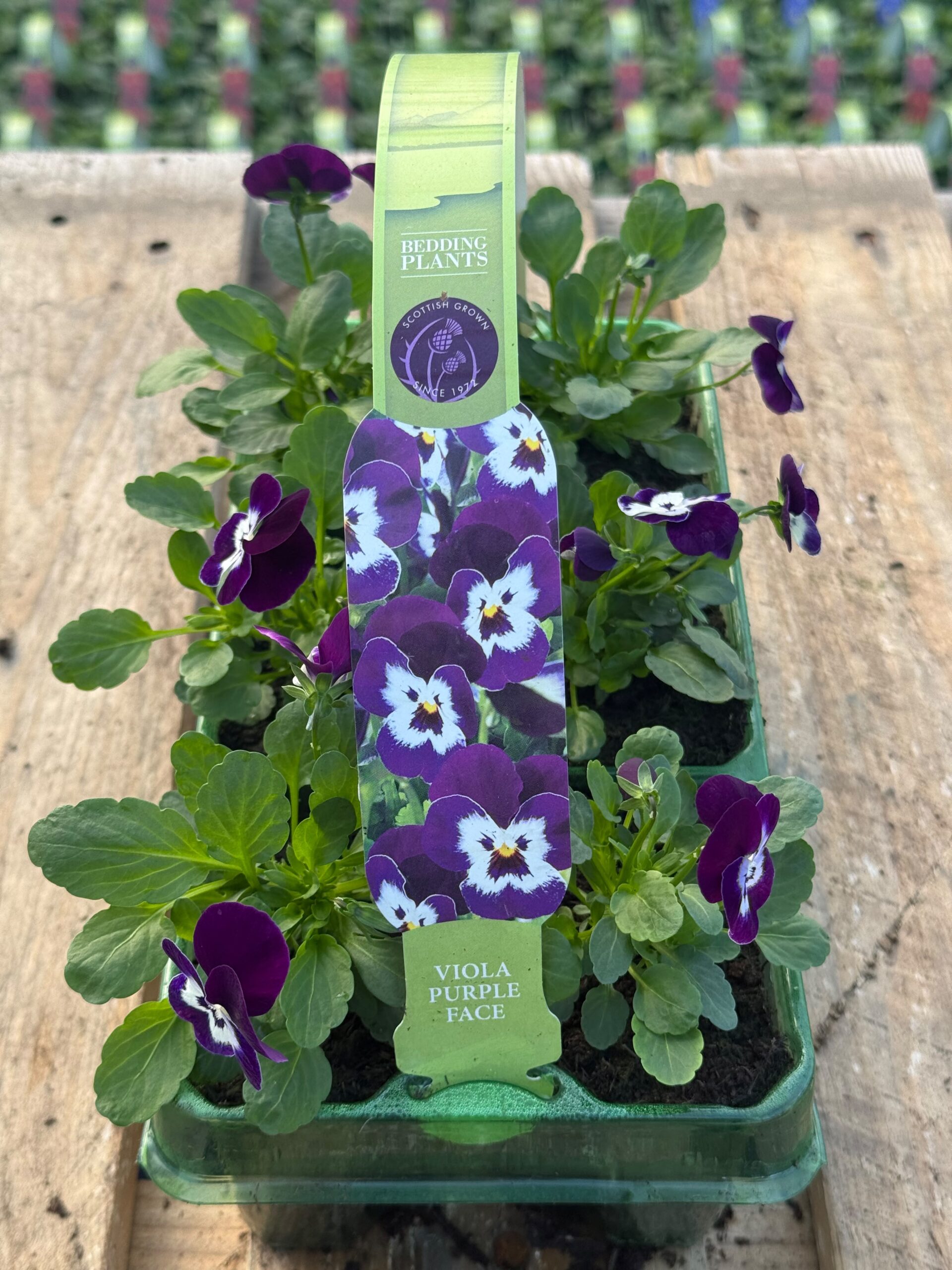 Picture of Viola Purple Face