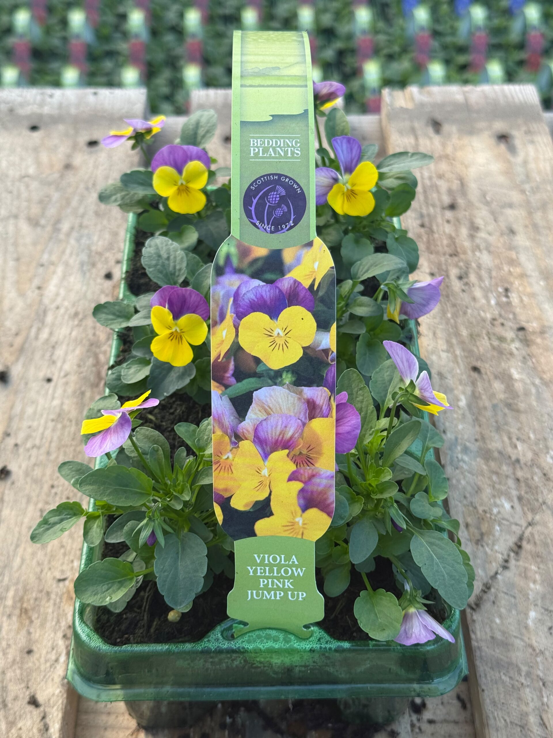 Picture of Viola Yellow Pink Jump Up