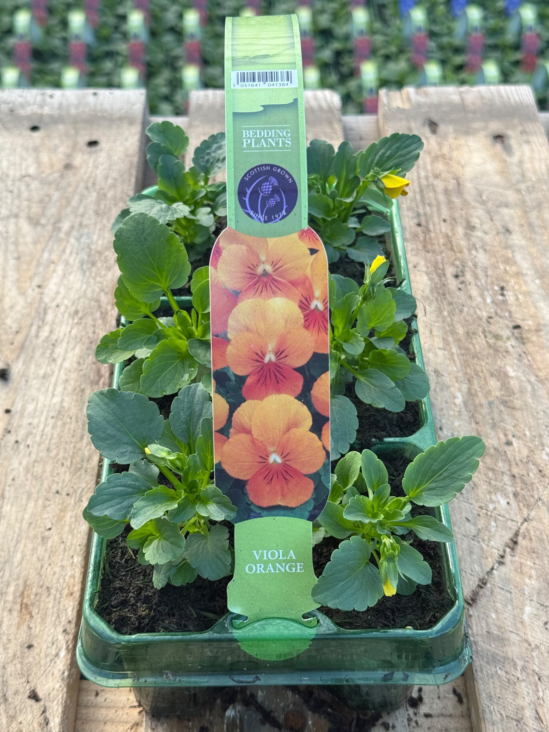 Picture of Viola Orange 