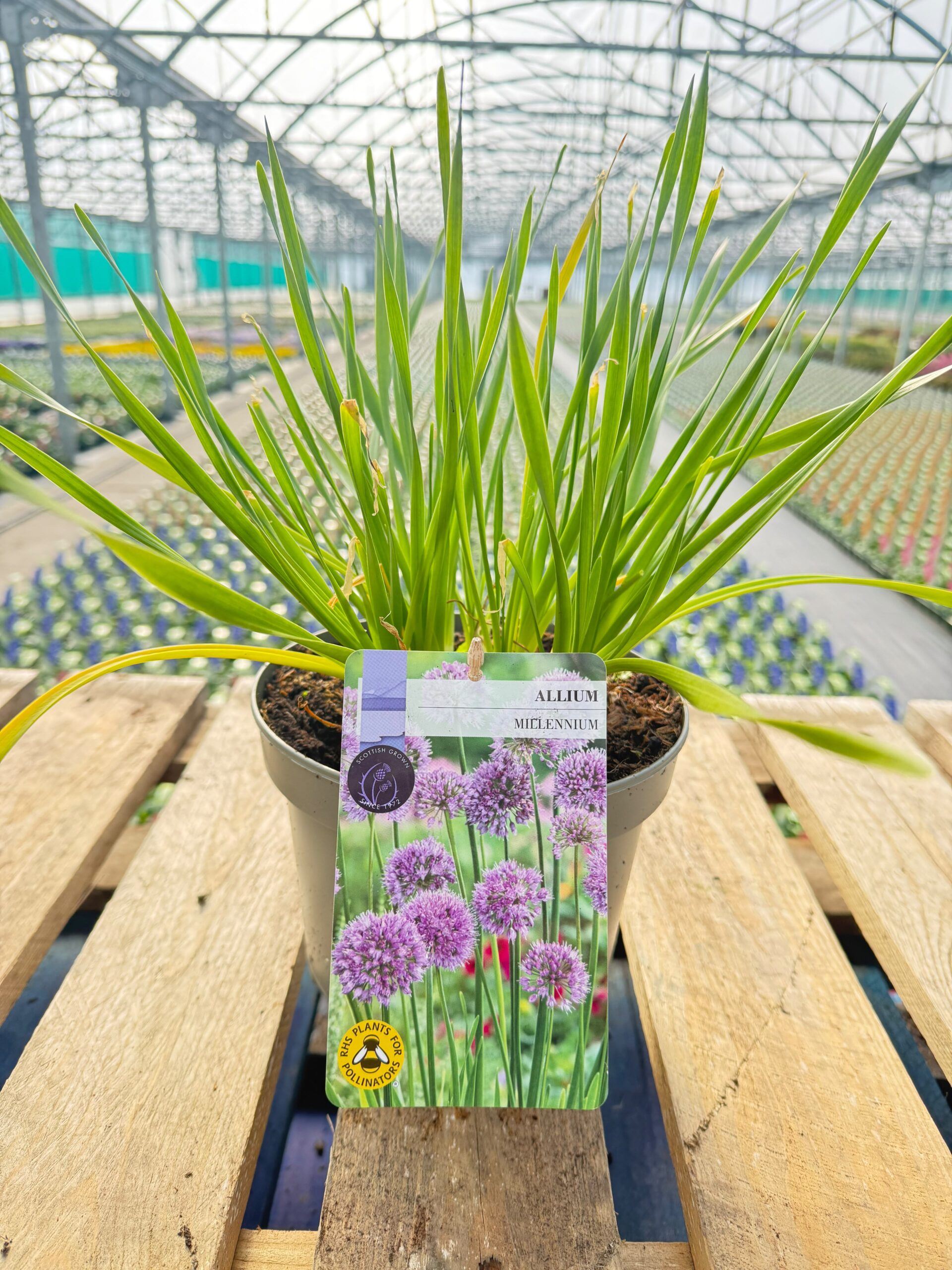 Picture of Allium Millennium