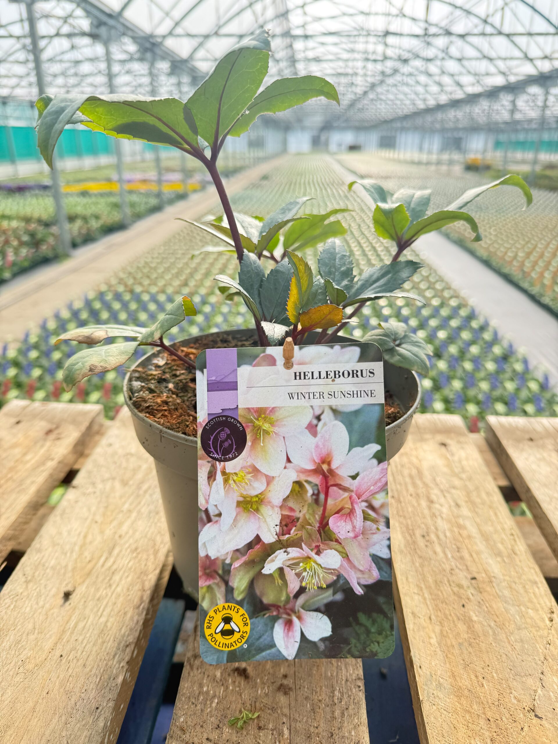 Picture of Helleborus Winter Sunshine