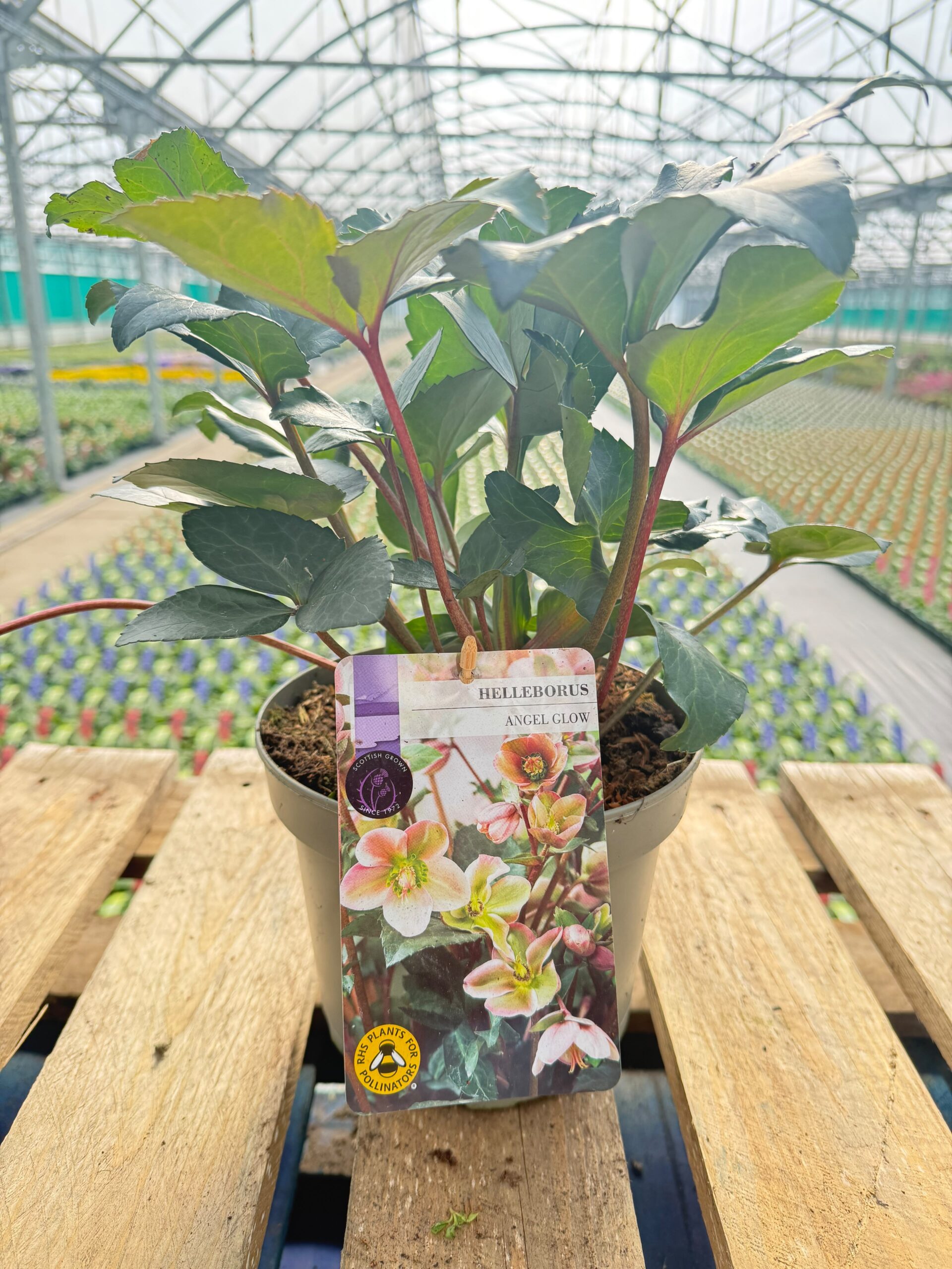 Picture of Helleborus Angel Glow