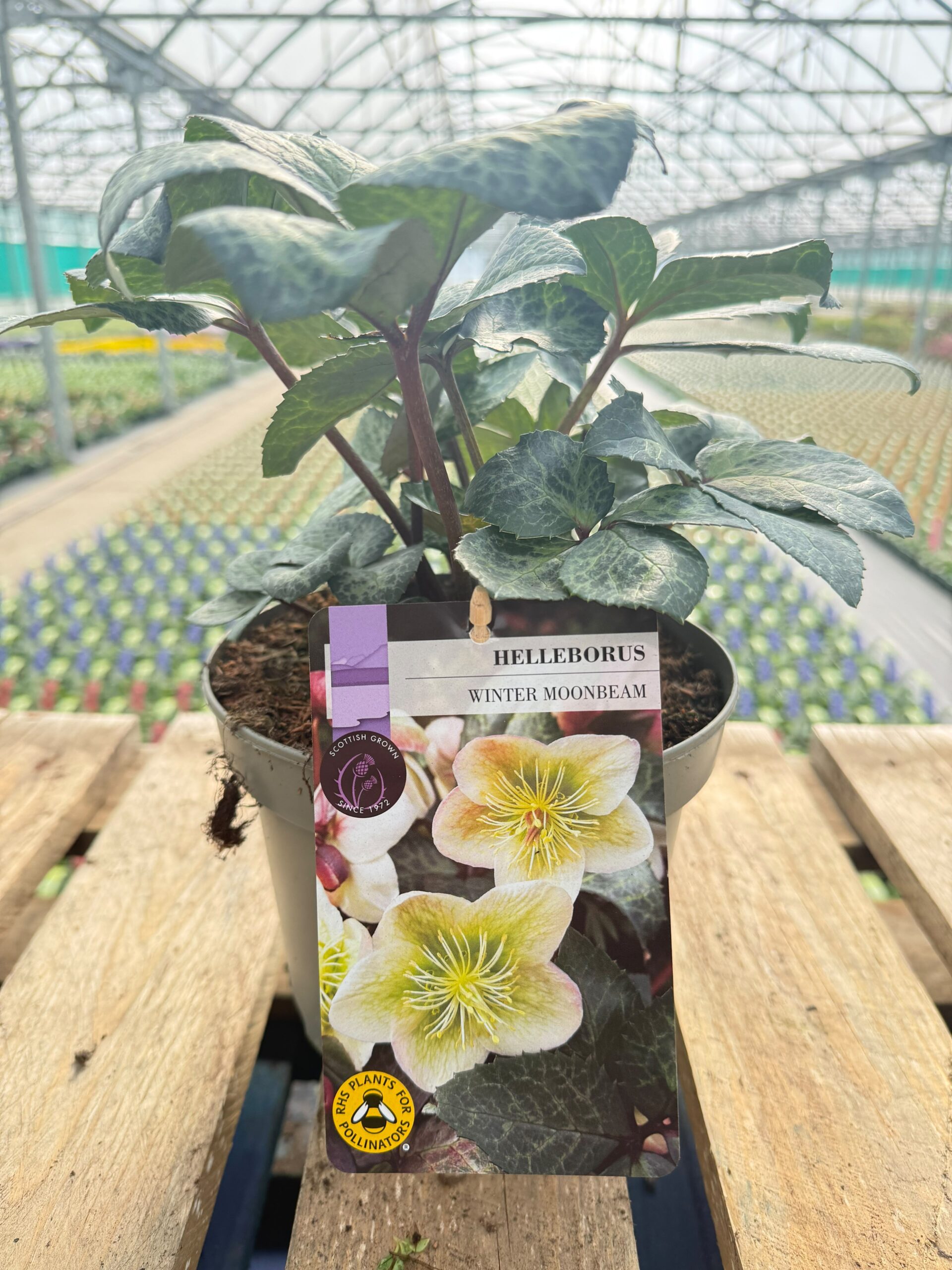 Picture of Helleborus Winter Moonbeam