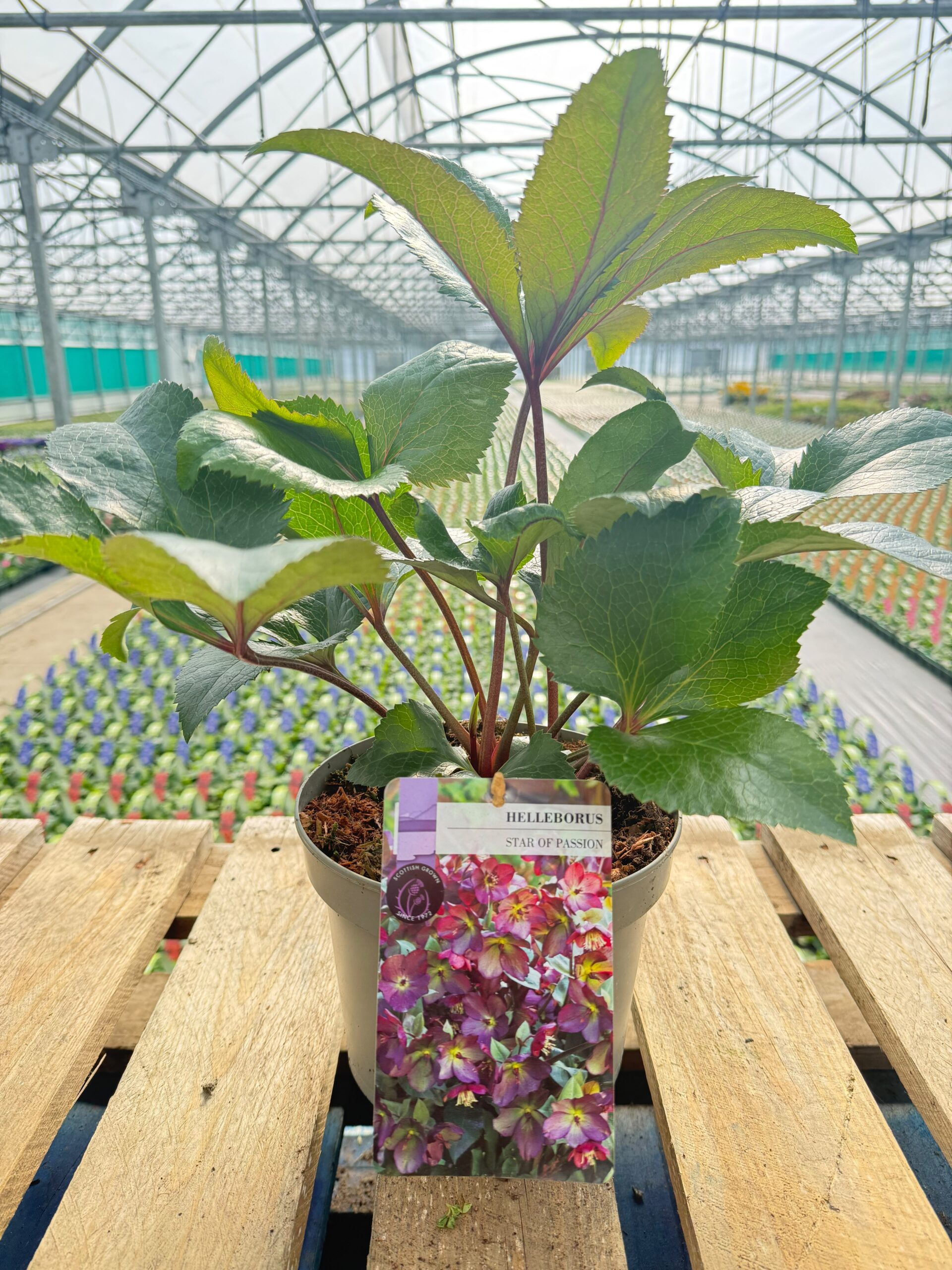 Picture of Helleborus Star of Passion