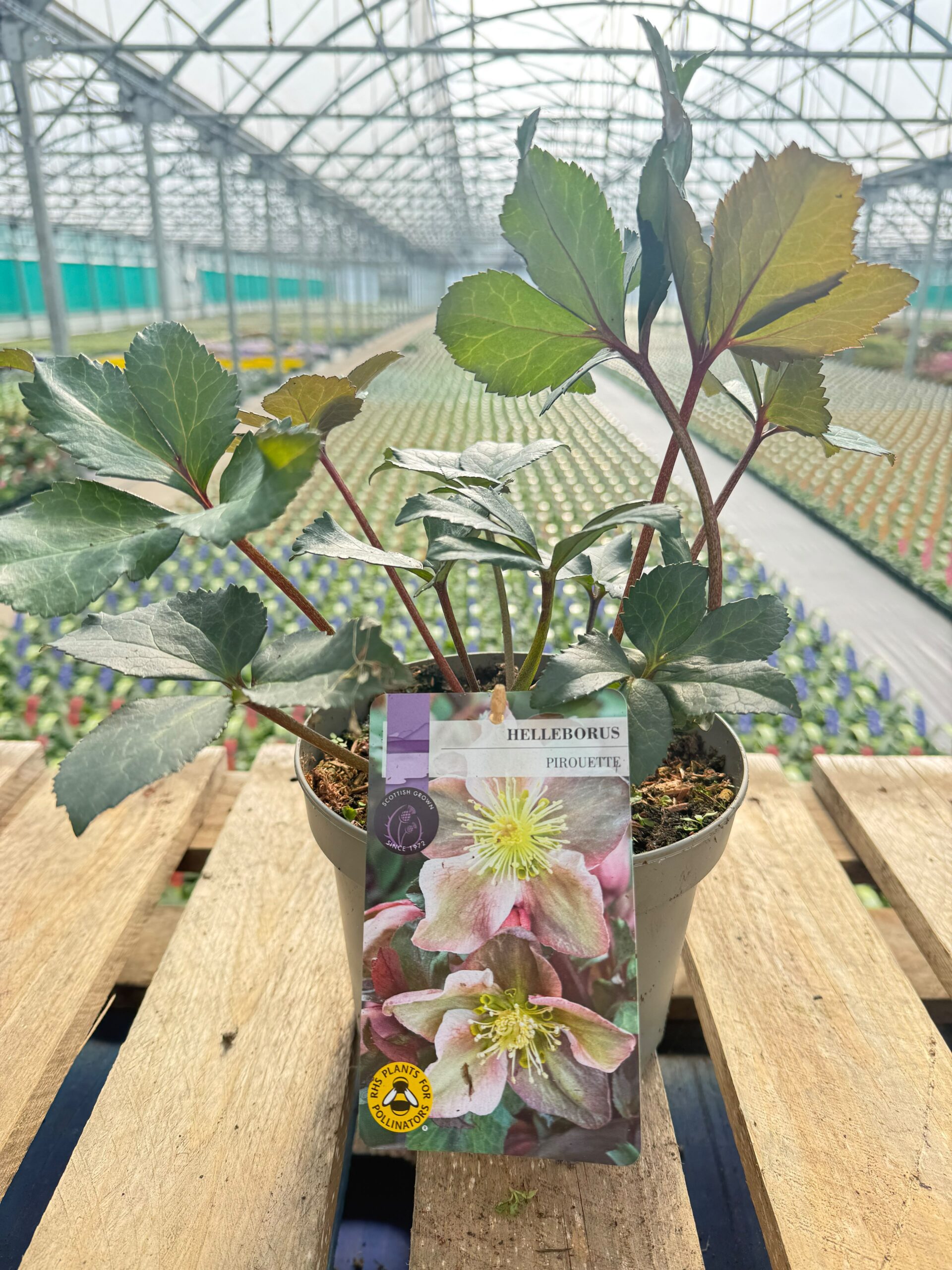 Picture of Helleborus Pirouette
