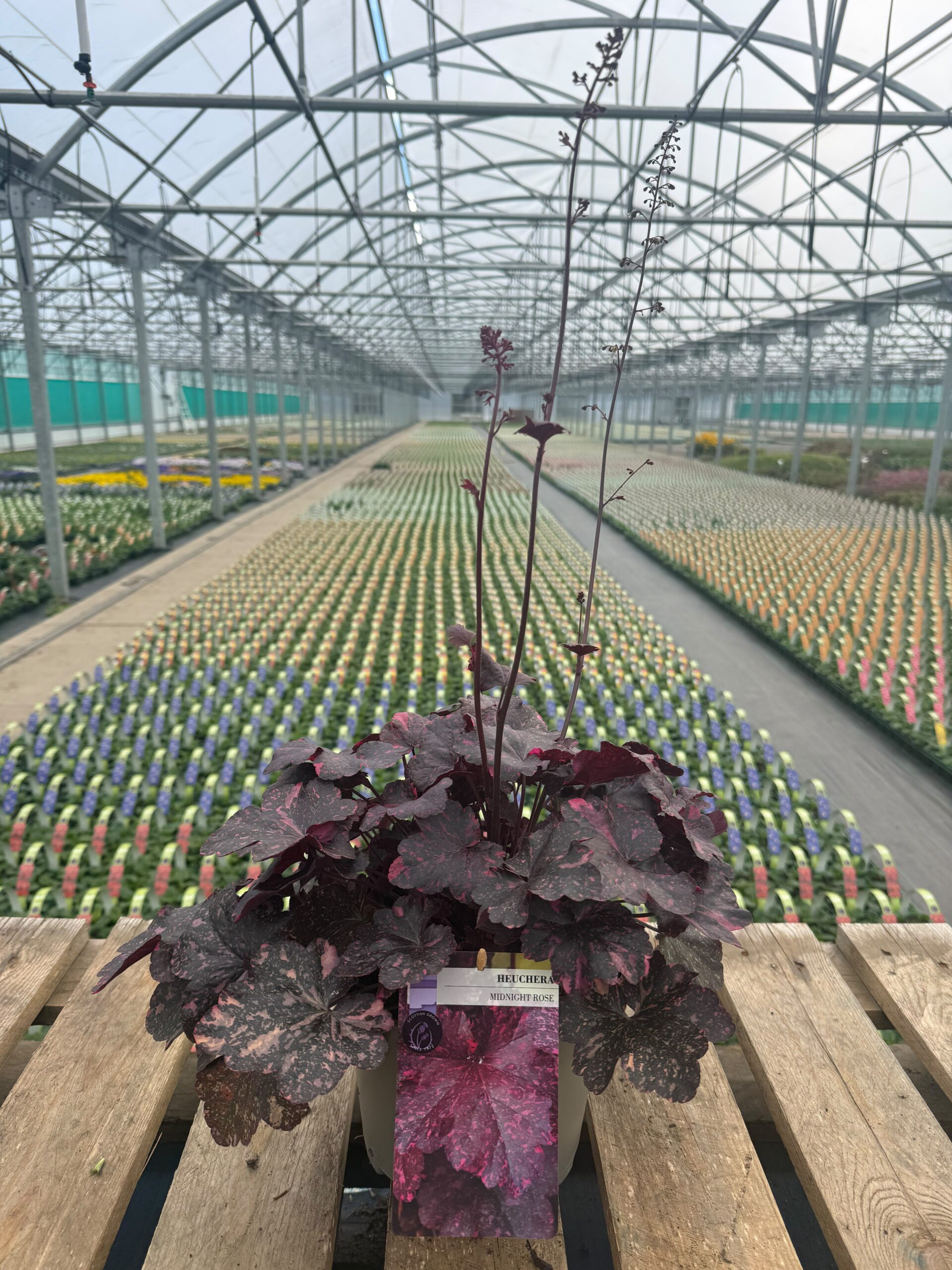 Picture of Heuchera Midnight Rose