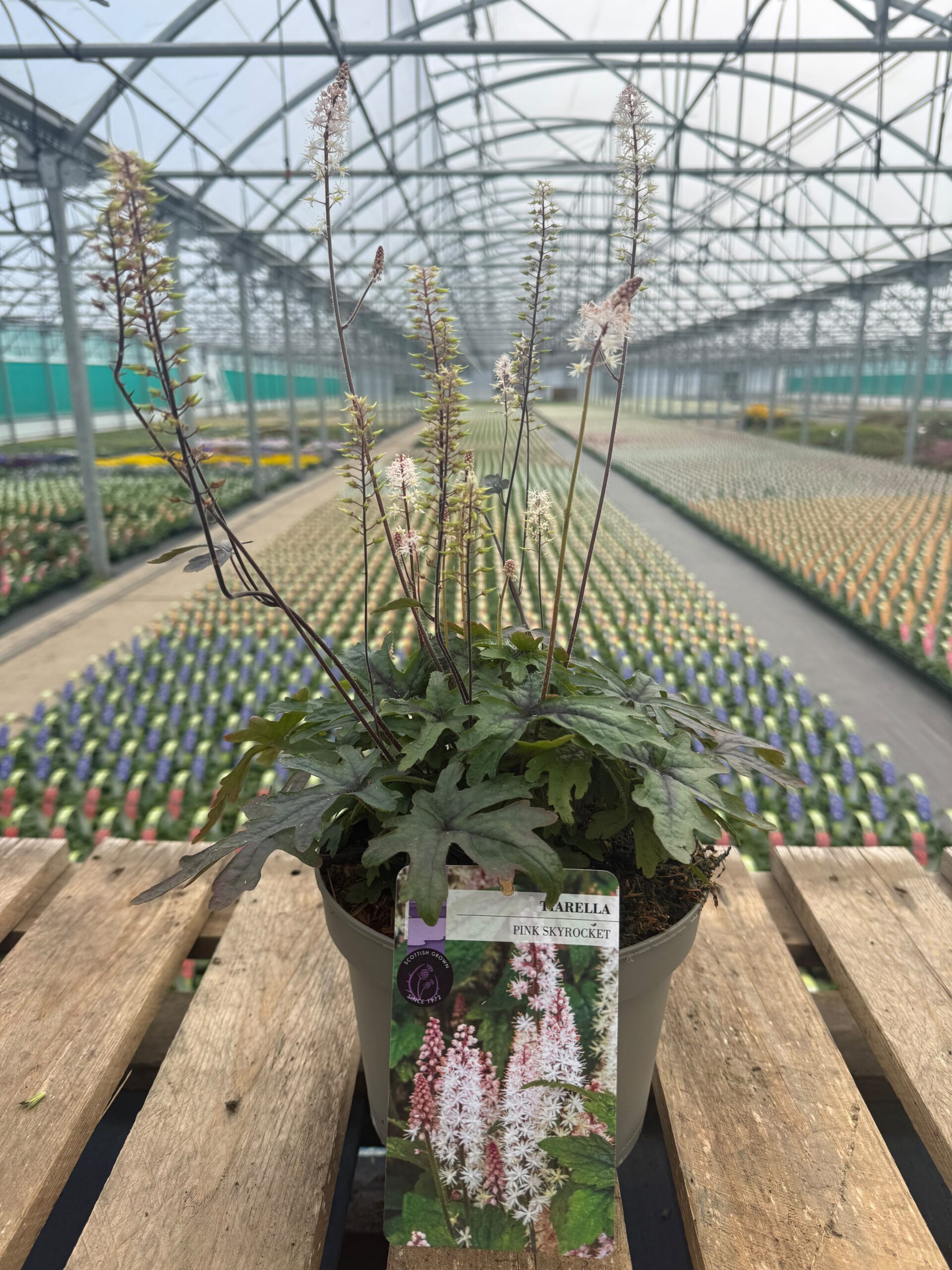 Picture of Tiarella Pink Skyrocket