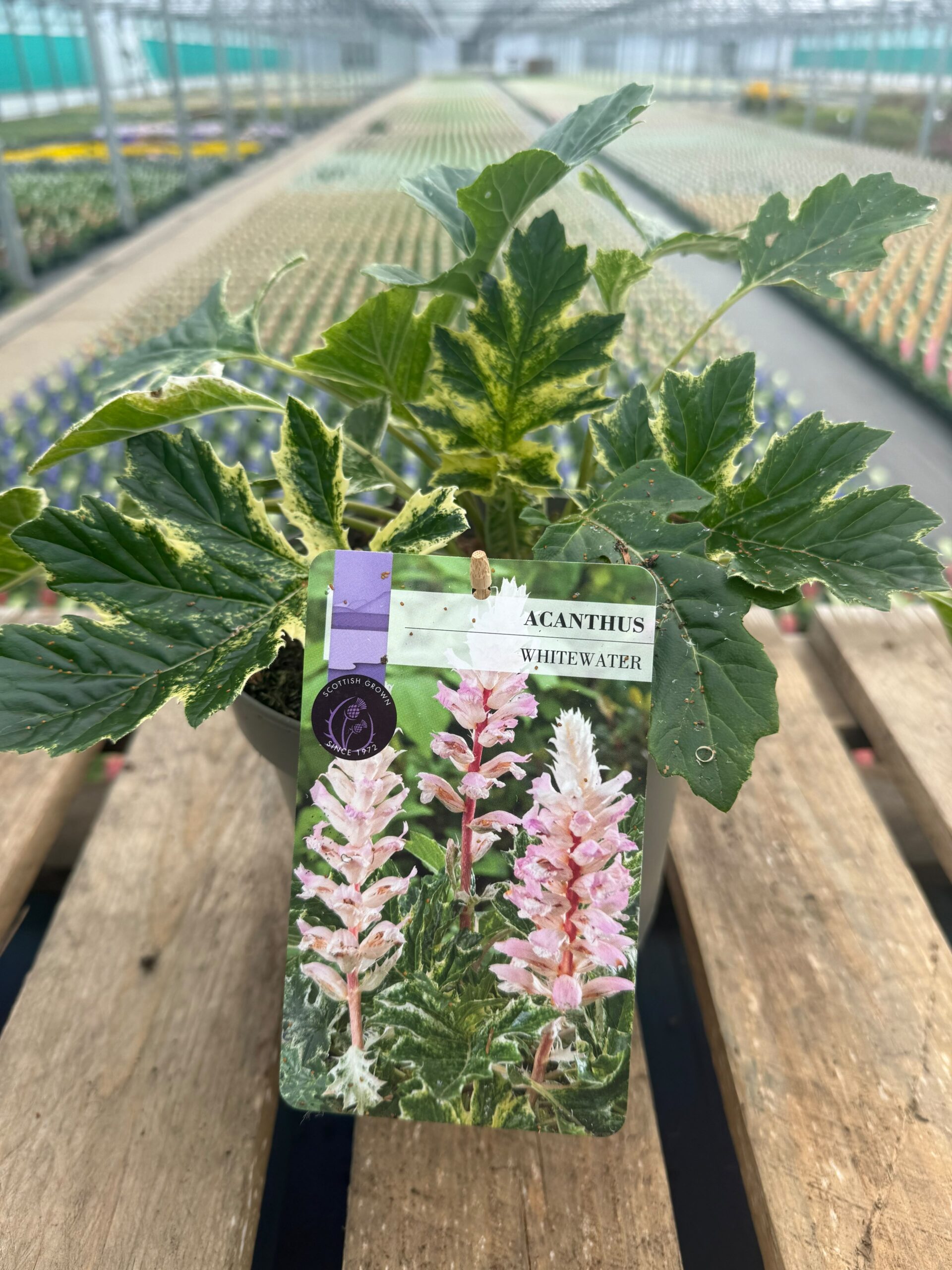 Picture of Acanthus Whitewater