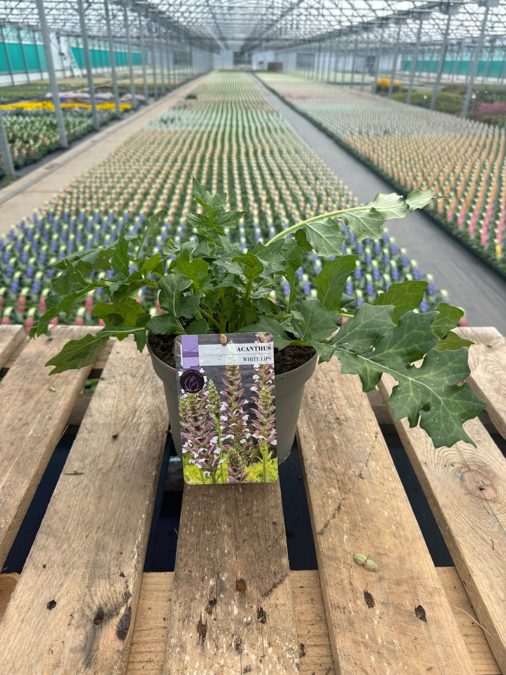 Picture of Acanthus White Lips