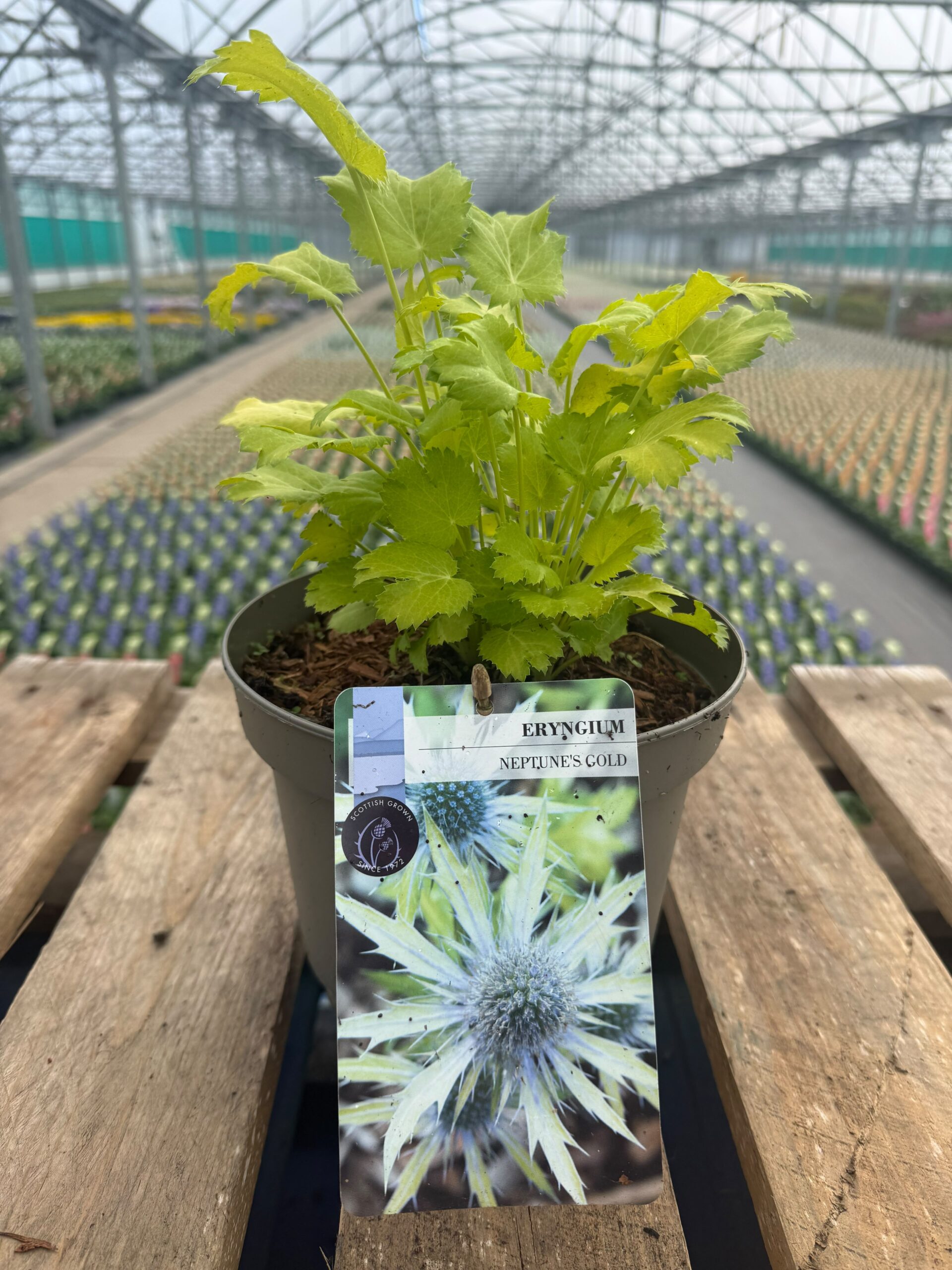 Picture of Eryngium Neptune's Gold