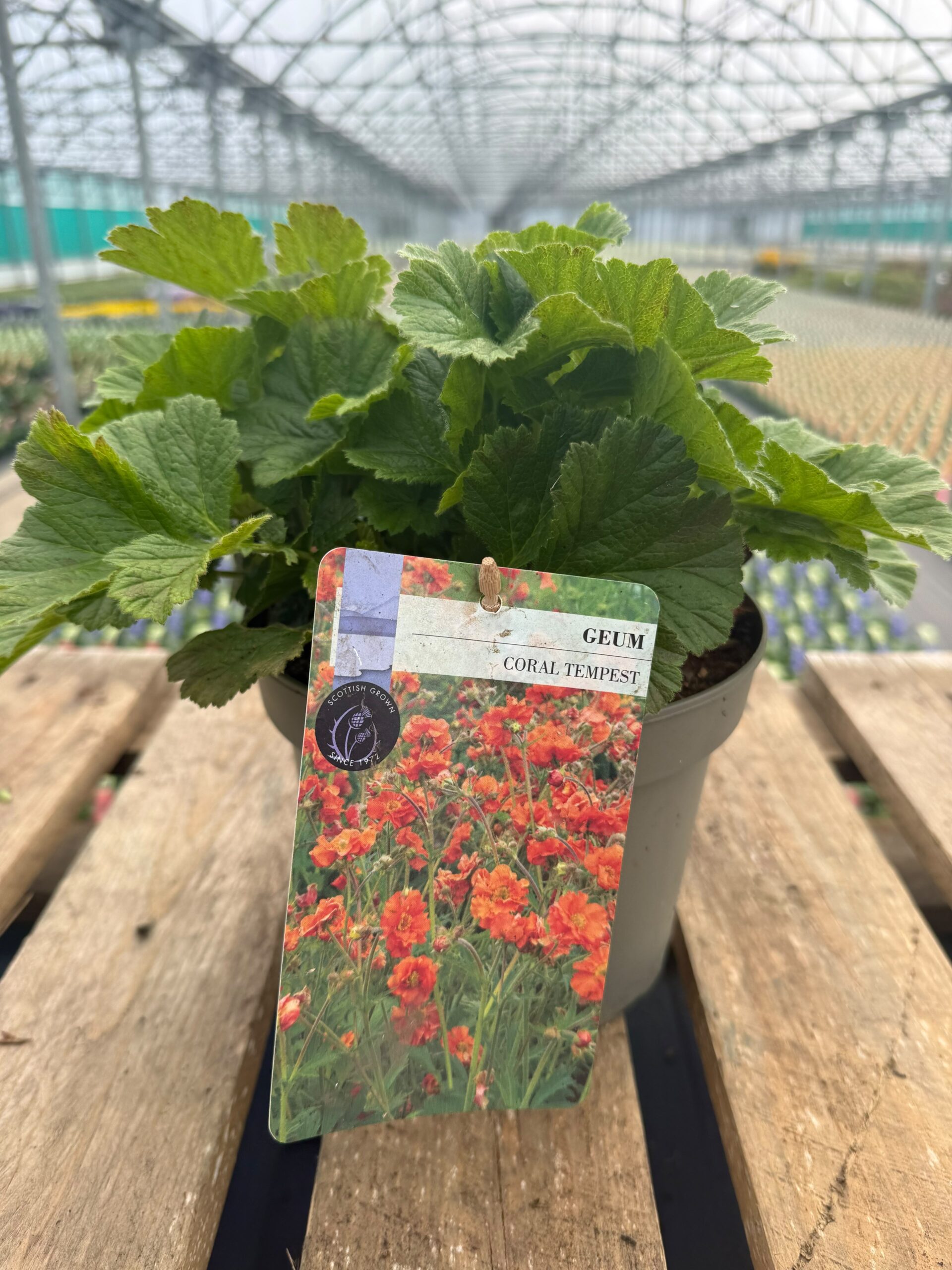 Picture of Geum Coral Tempest
