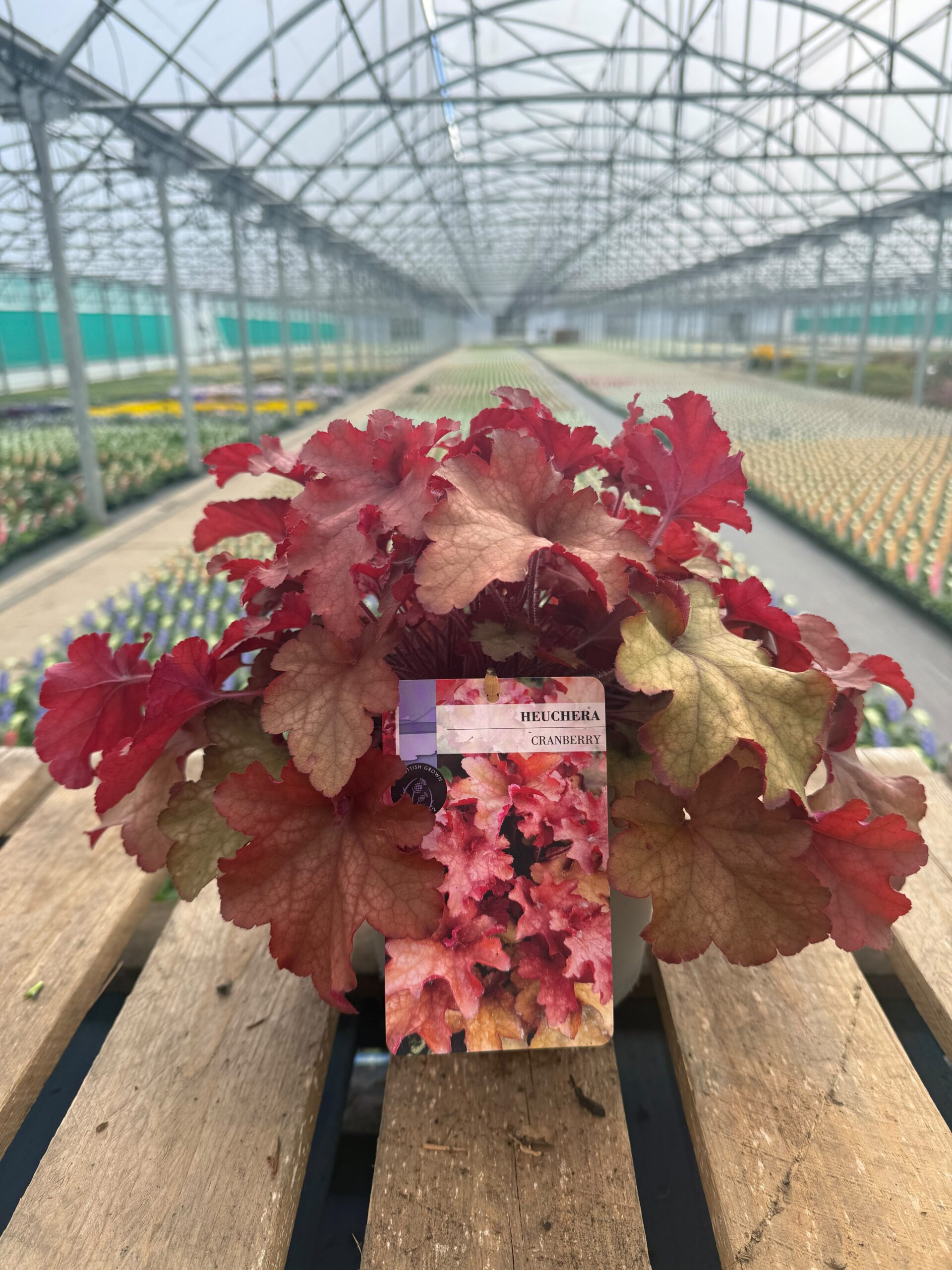 Picture of Heuchera Cranberry