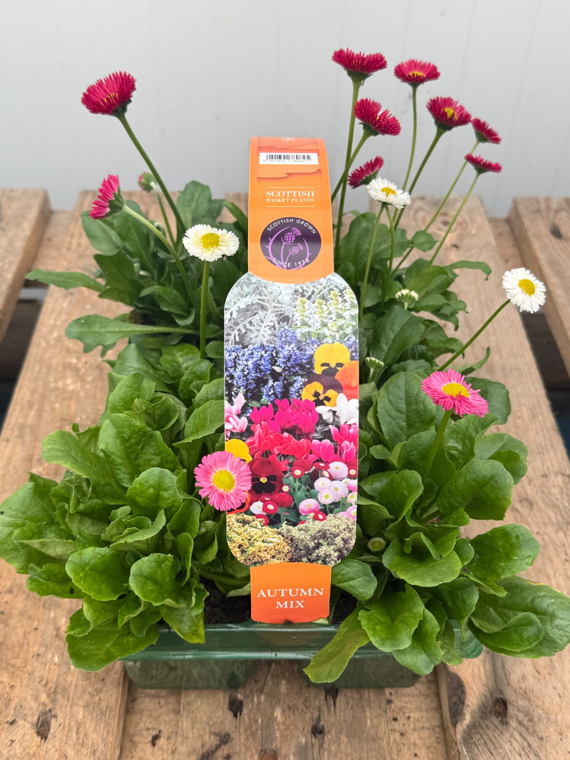 Picture of Bellis Mix