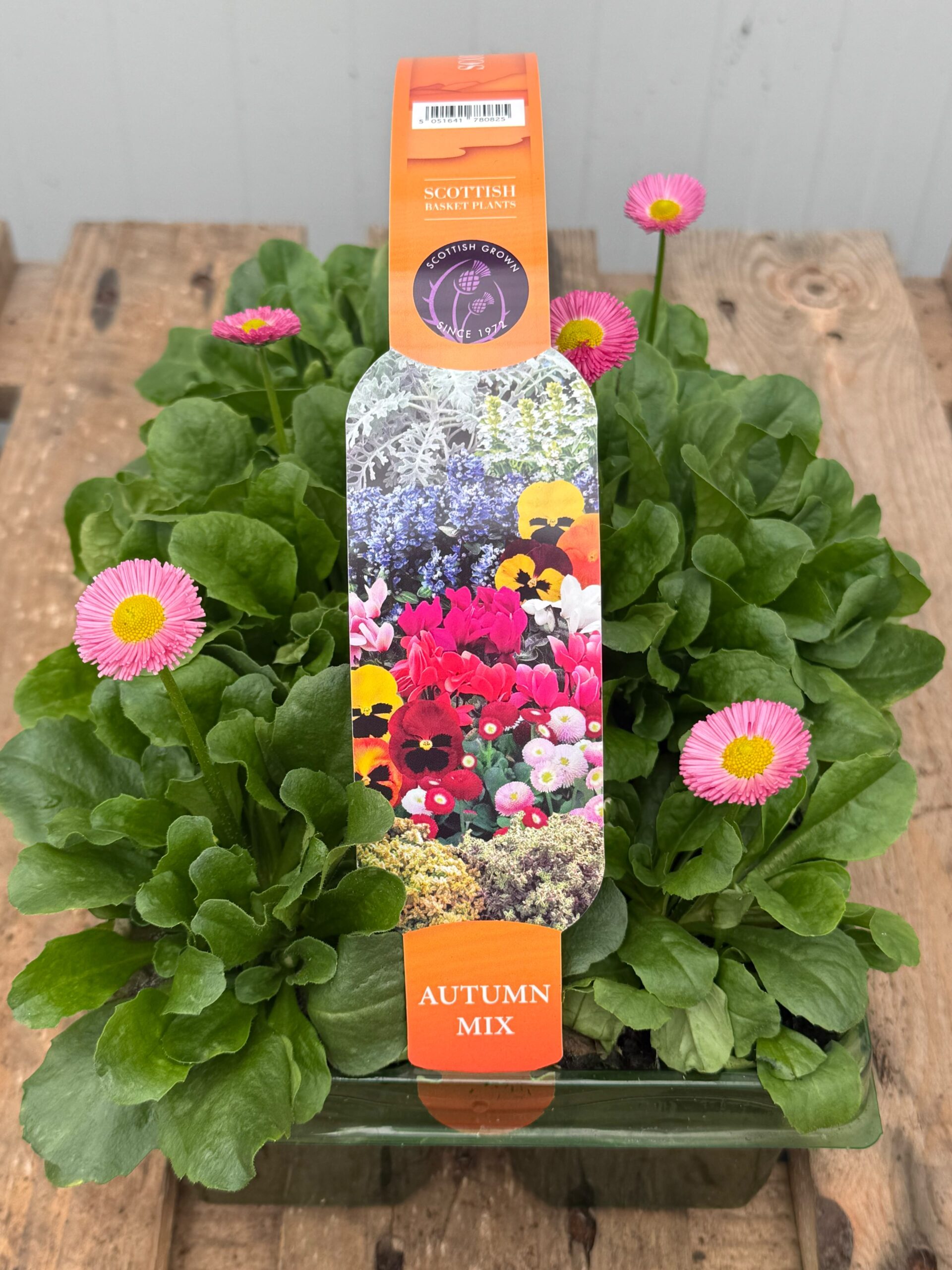Picture of Bellis Rose