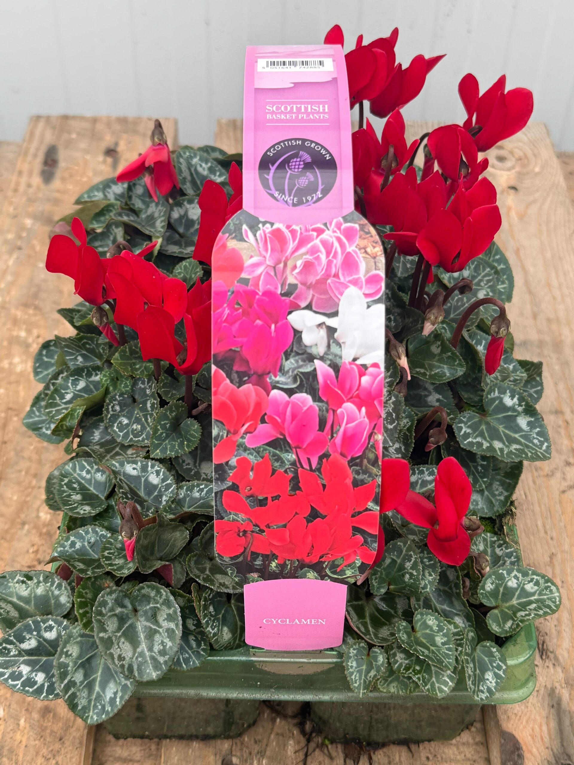 Picture of Cyclamen Red