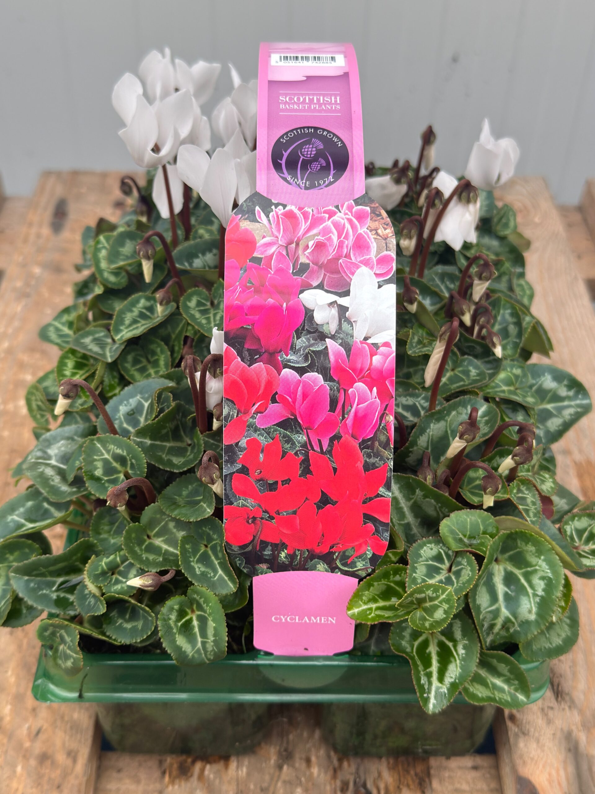 Picture of Cyclamen White