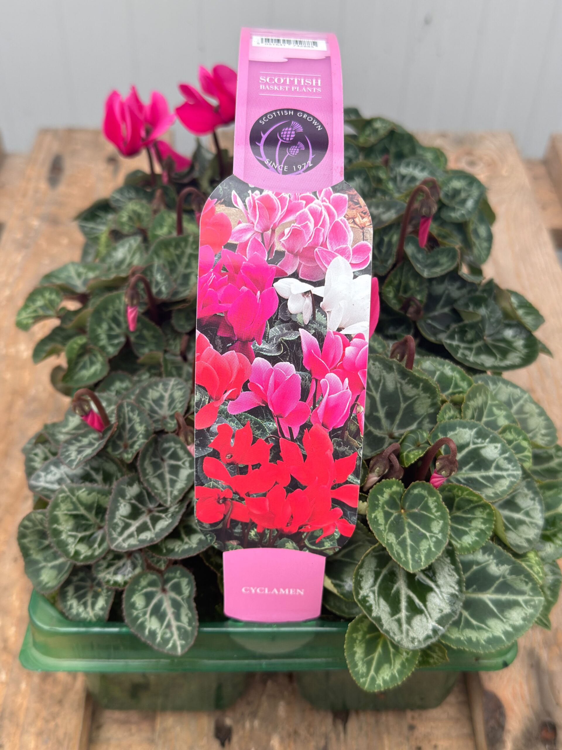 Picture of Cyclamen Rose