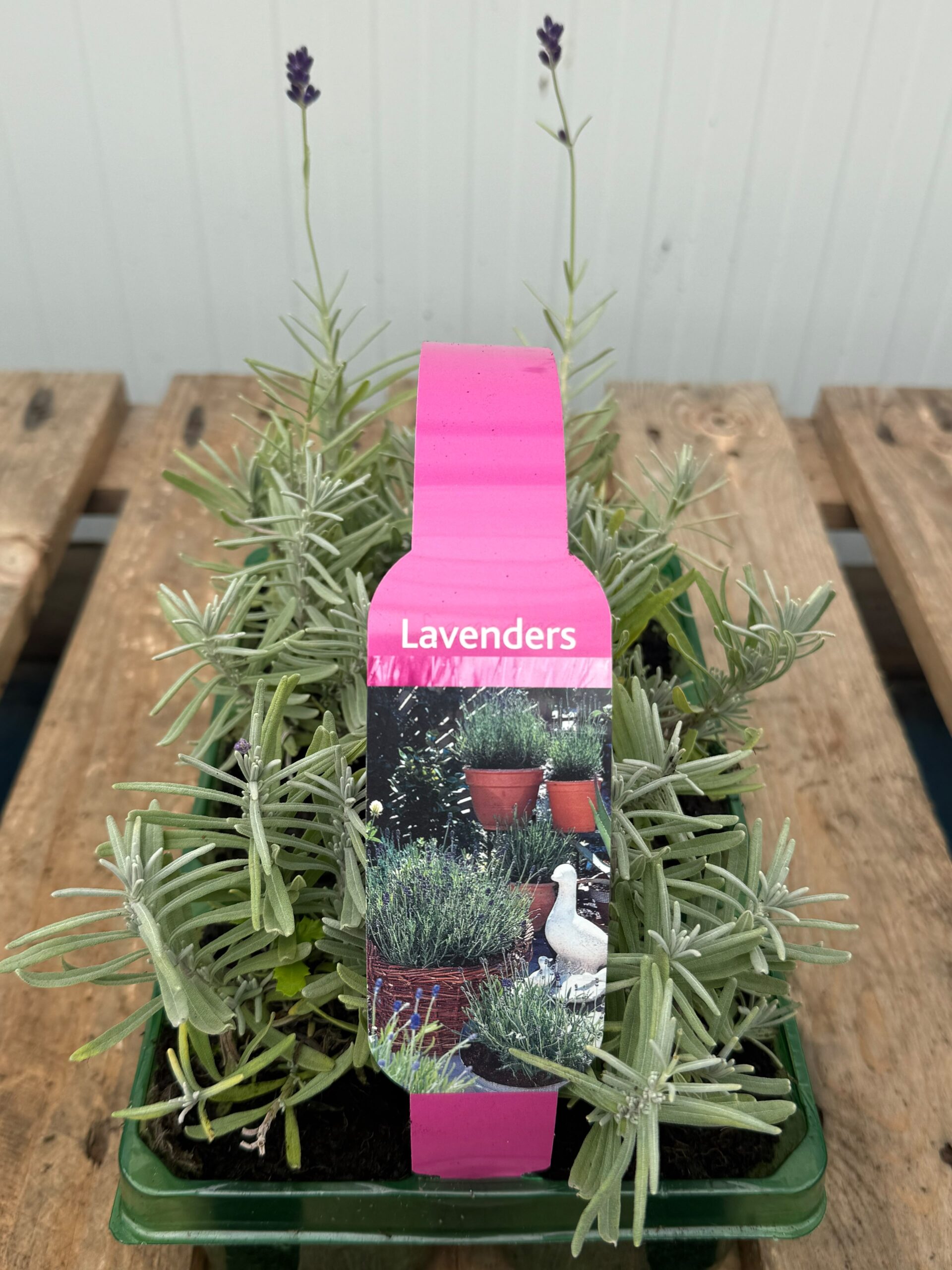 Picture of Lavender Hidcote
