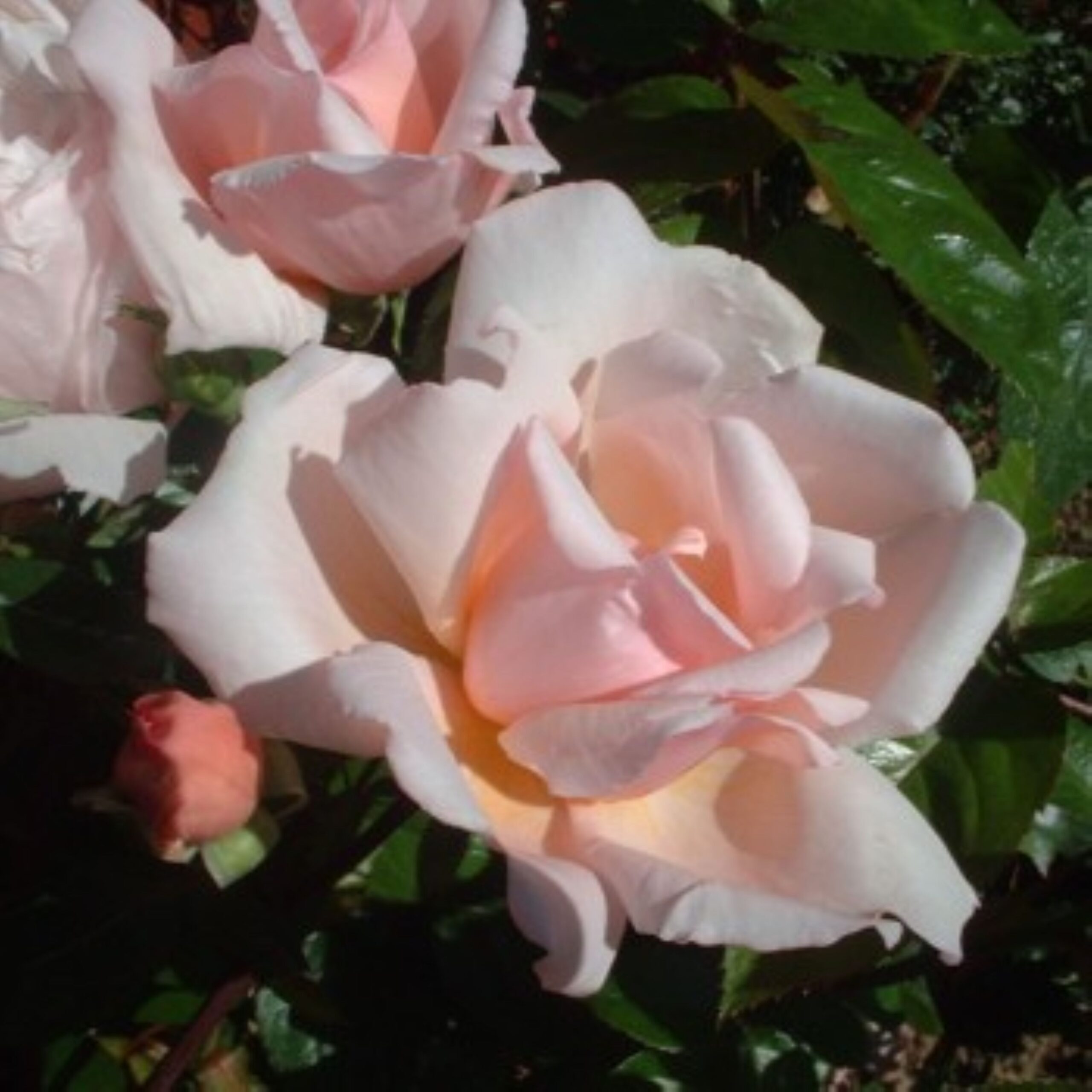 Picture of Climbing Rose Albertine