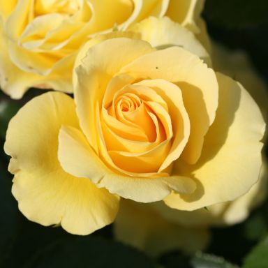 Picture of Patio Std Rose Anniversary Wishes