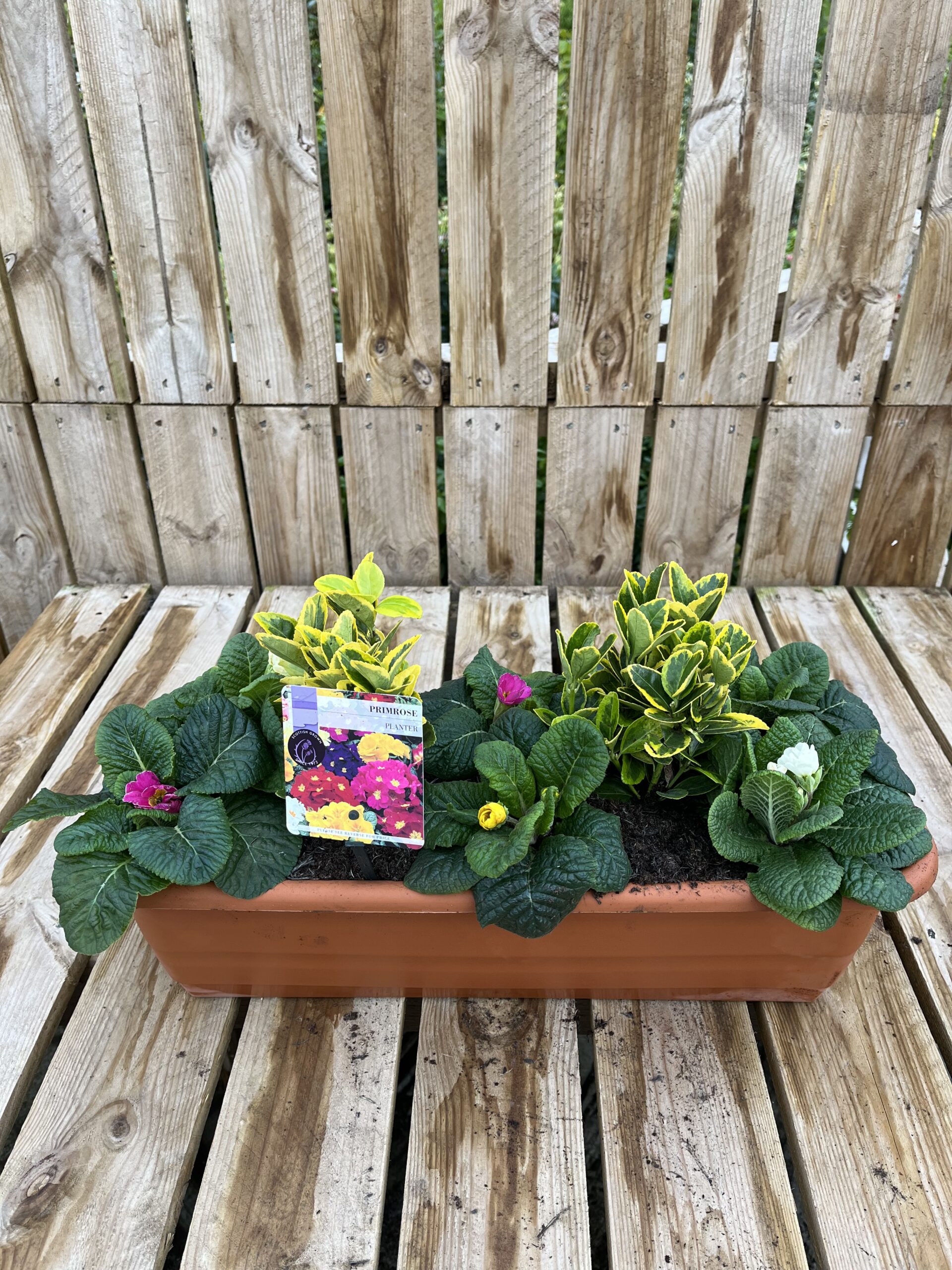 Picture of Primrose Planter Balcony Trough 