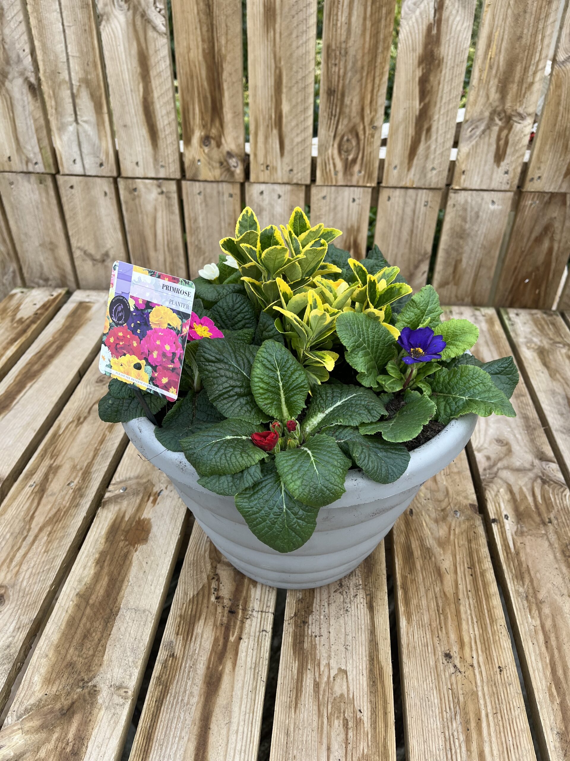 Picture of Primrose Planter Beehive