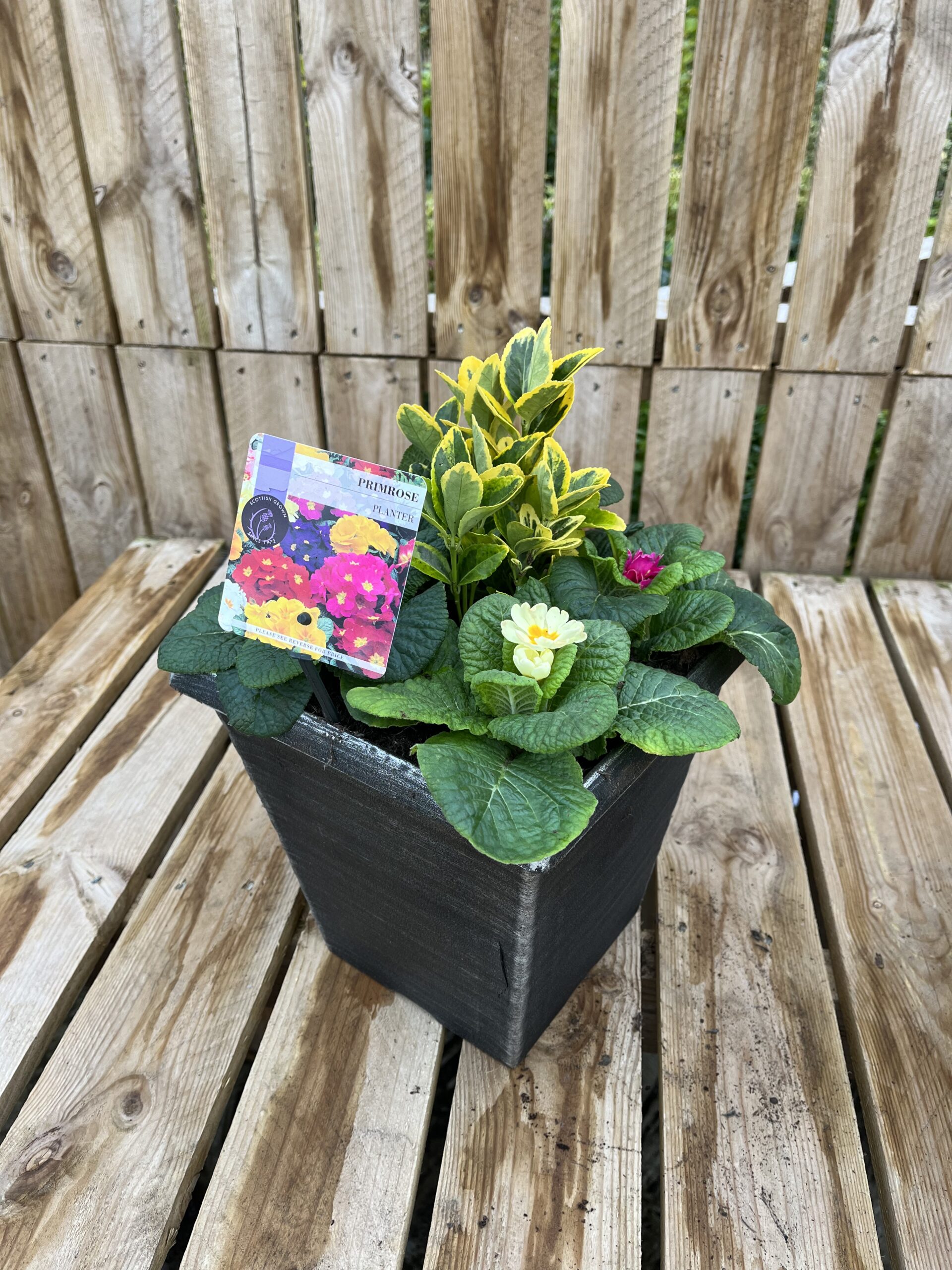 Picture of Primrose Planter Biscotti Tall