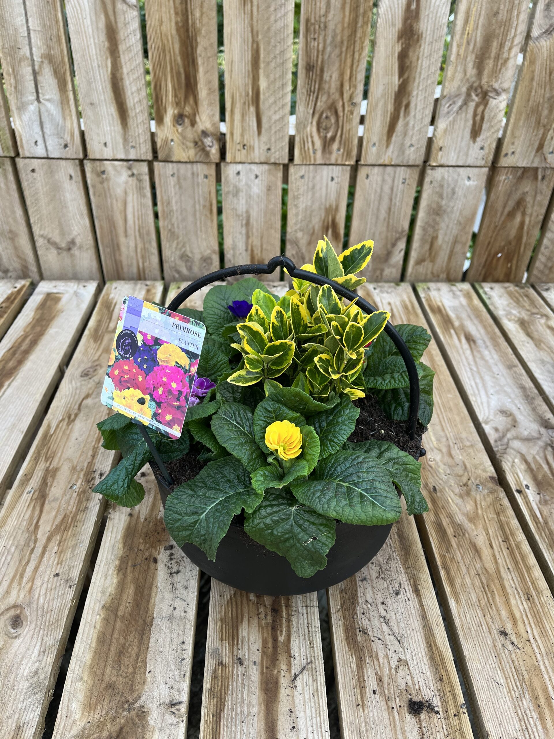 Picture of Primrose Planter Cauldron
